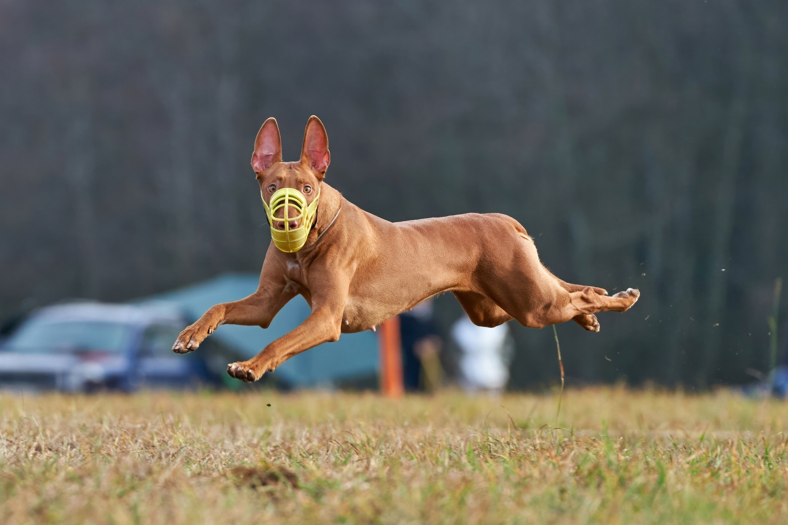 Состязания свор «Тройки». Фотограф-анималист Михаил Манухин