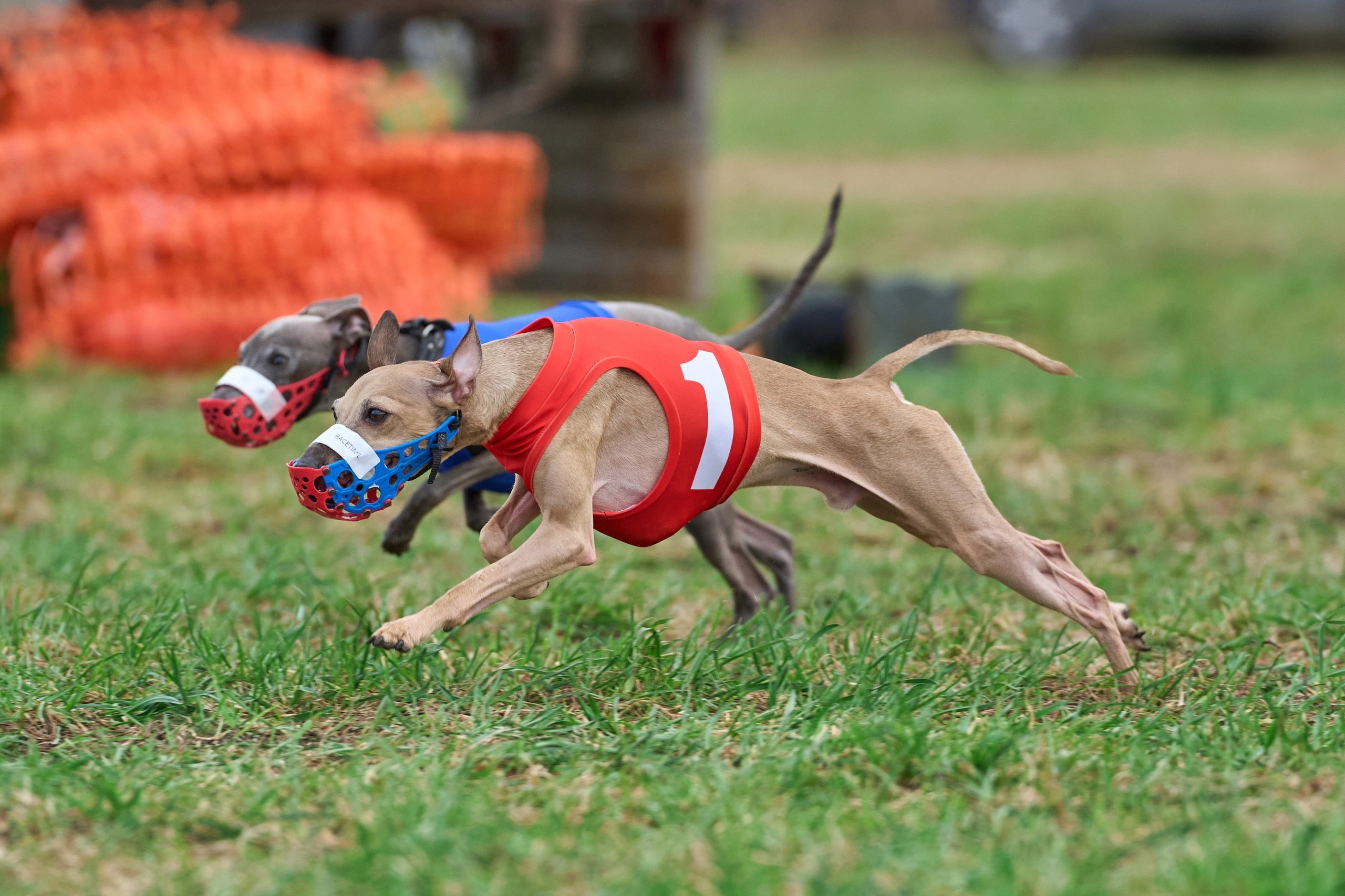 Квалификация по рейсингу. Фотограф-анималист Михаил Манухин