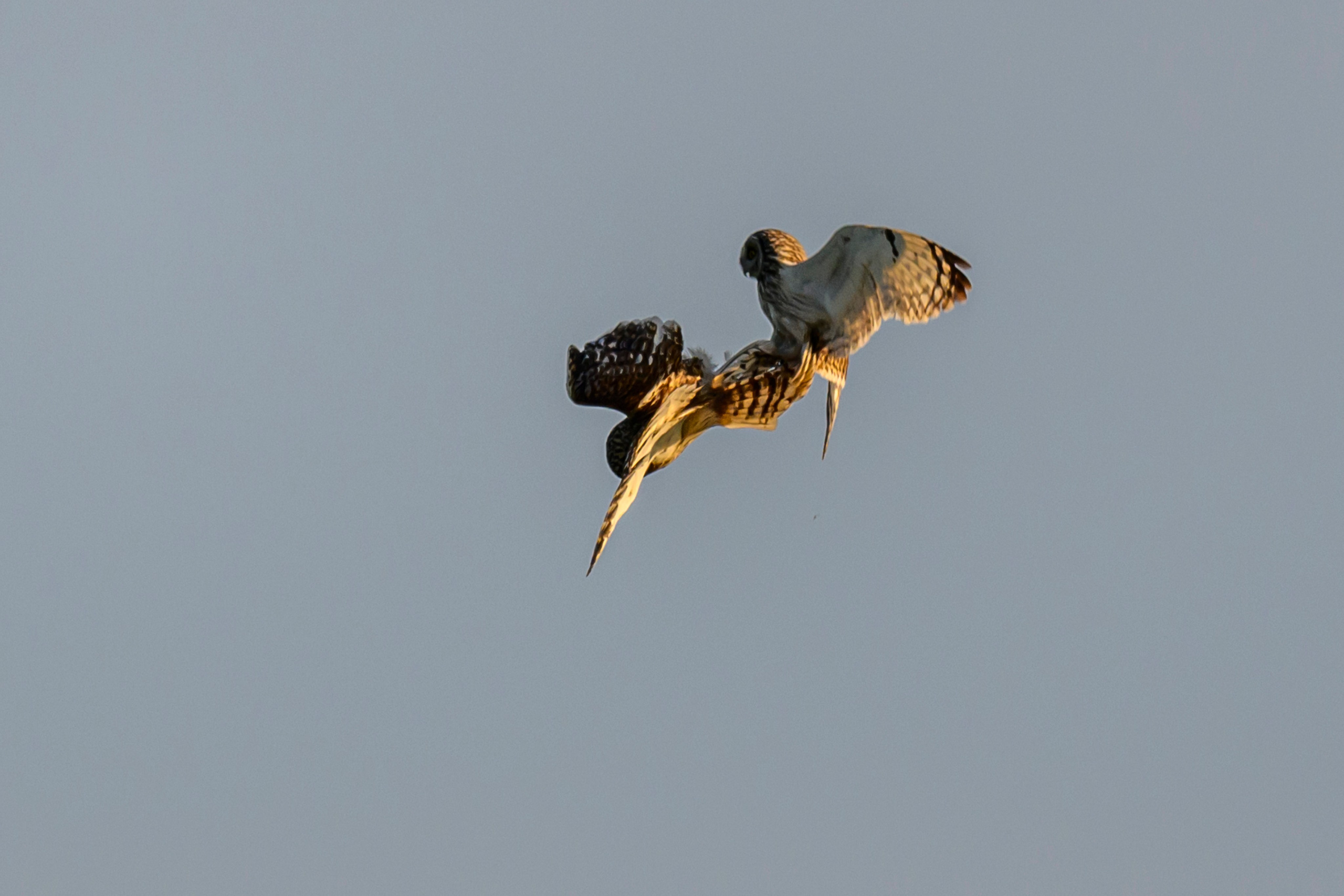 Битва сов и кормление совят. The Owl Battle and Feeding the Nestlings. Фотограф Сергей Пупонин