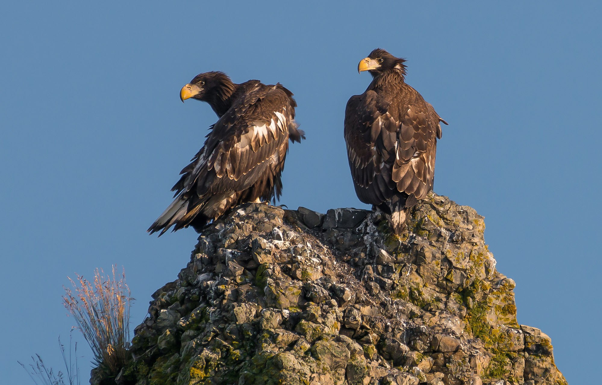 Фотоэкспедиция по Шантарам, к острову Ионы и полуострову Кони