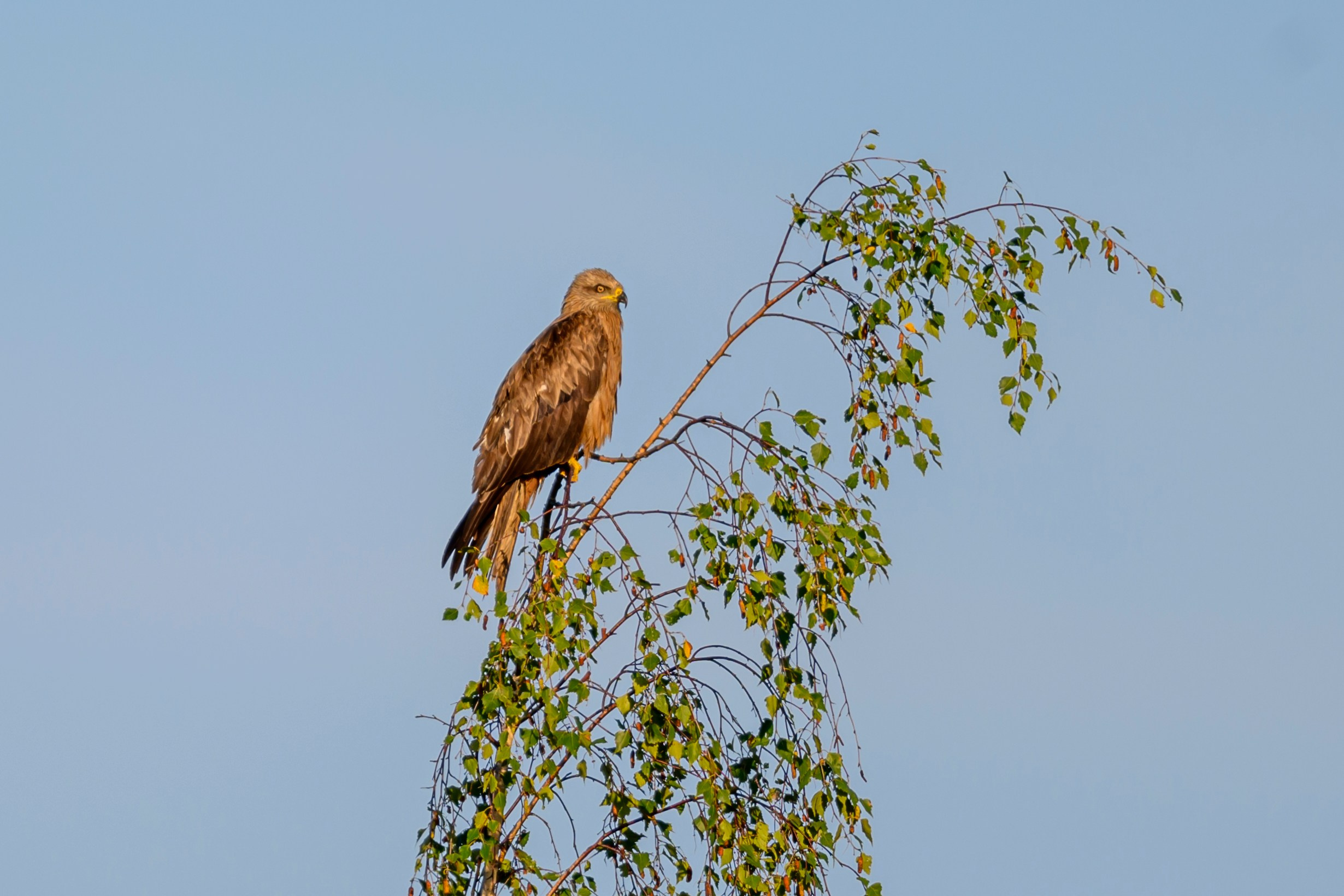Коростель учится летать. Wildlife photography by Sergey Puponin