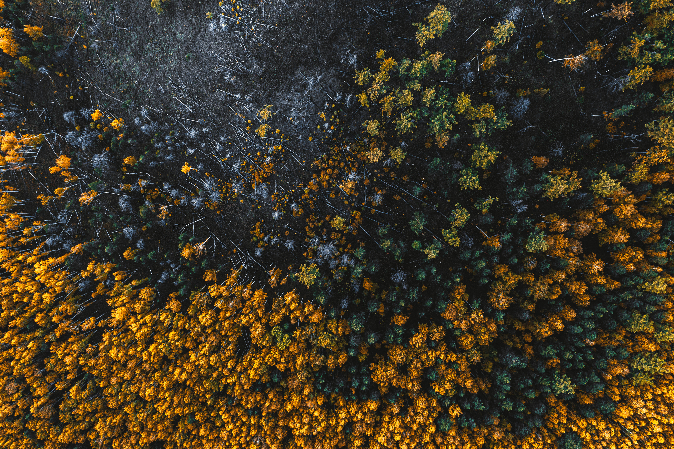 Фотографии с DJI Mavic Mini. Свадебный фотограф в Москве | Антон Матвеев