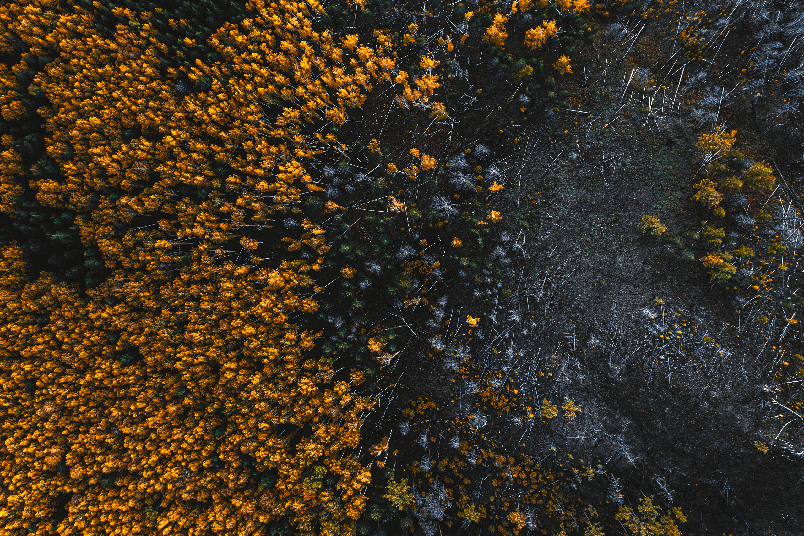 Фотографии с DJI Mavic Mini. Свадебный фотограф в Москве | Антон Матвеев