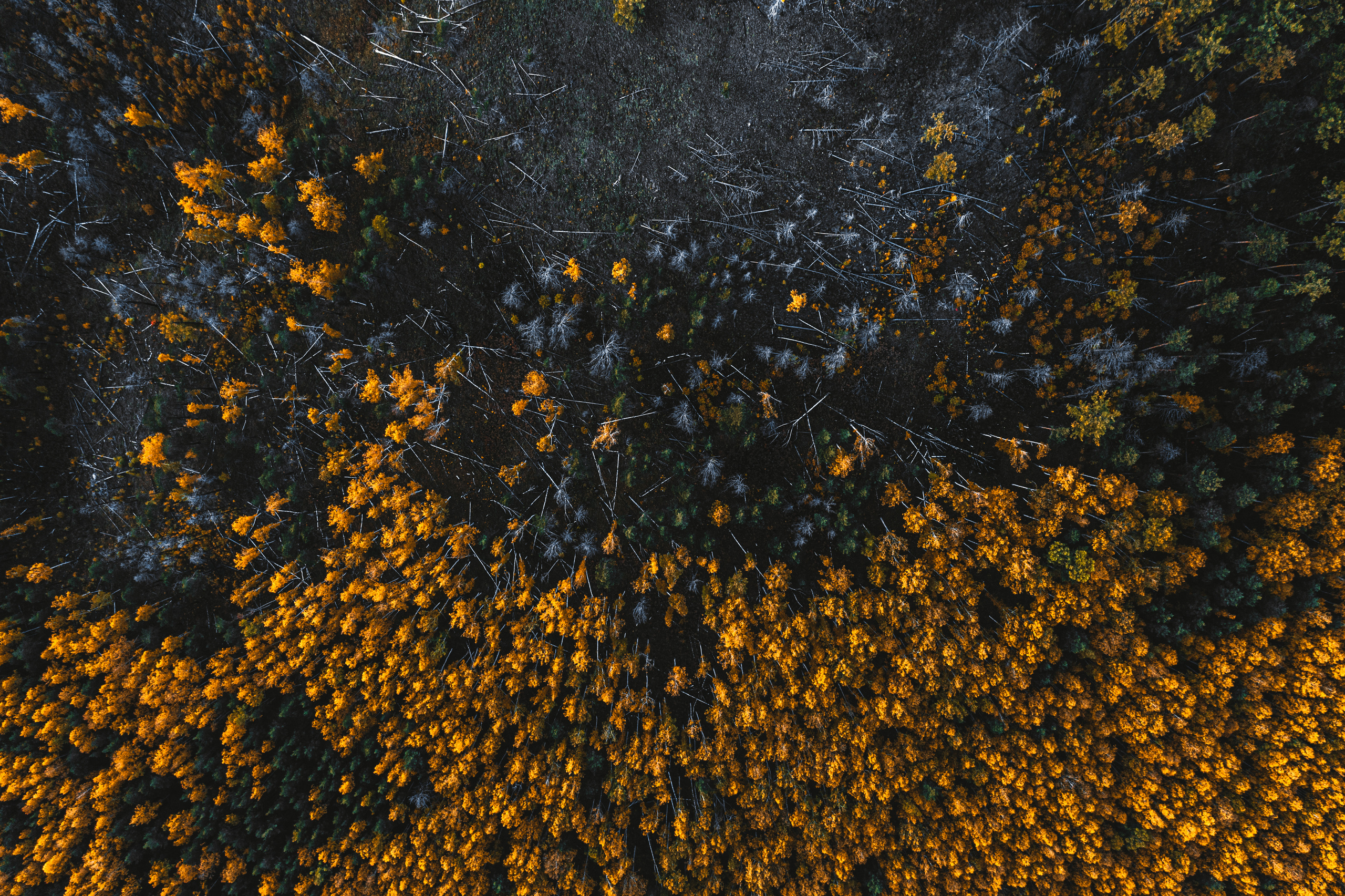 Фотографии с DJI Mavic Mini. Свадебный фотограф в Москве | Антон Матвеев