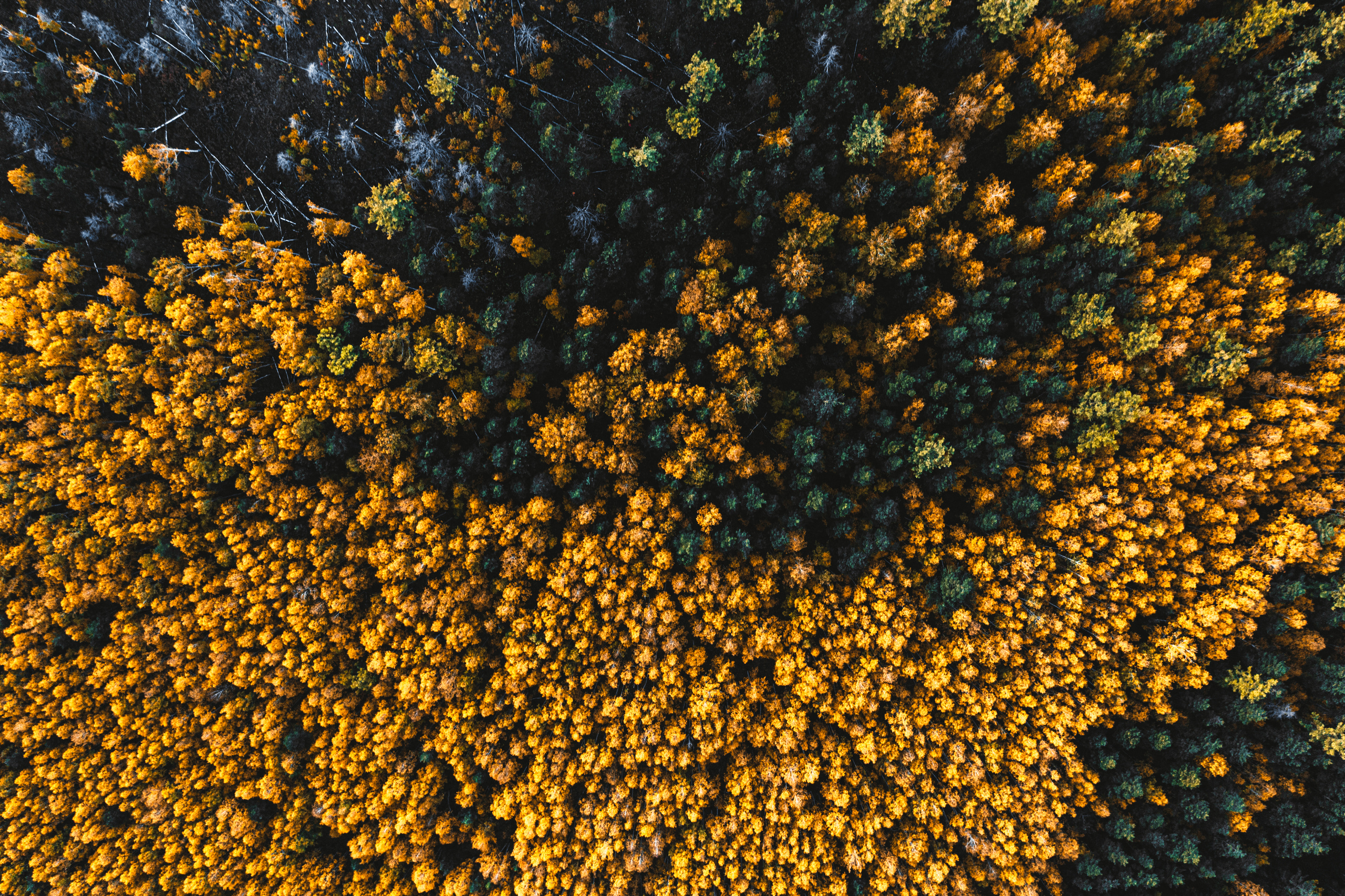 Фотографии с DJI Mavic Mini. Свадебный фотограф в Москве | Антон Матвеев