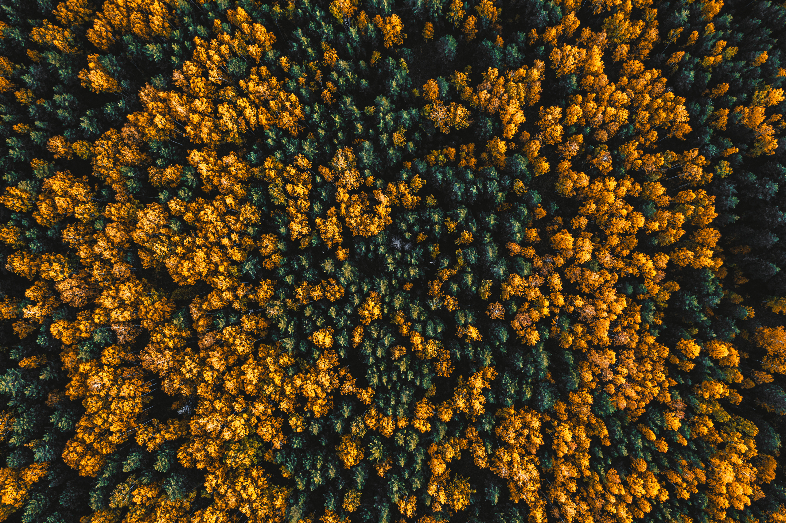 Фотографии с DJI Mavic Mini. Свадебный фотограф в Москве | Антон Матвеев