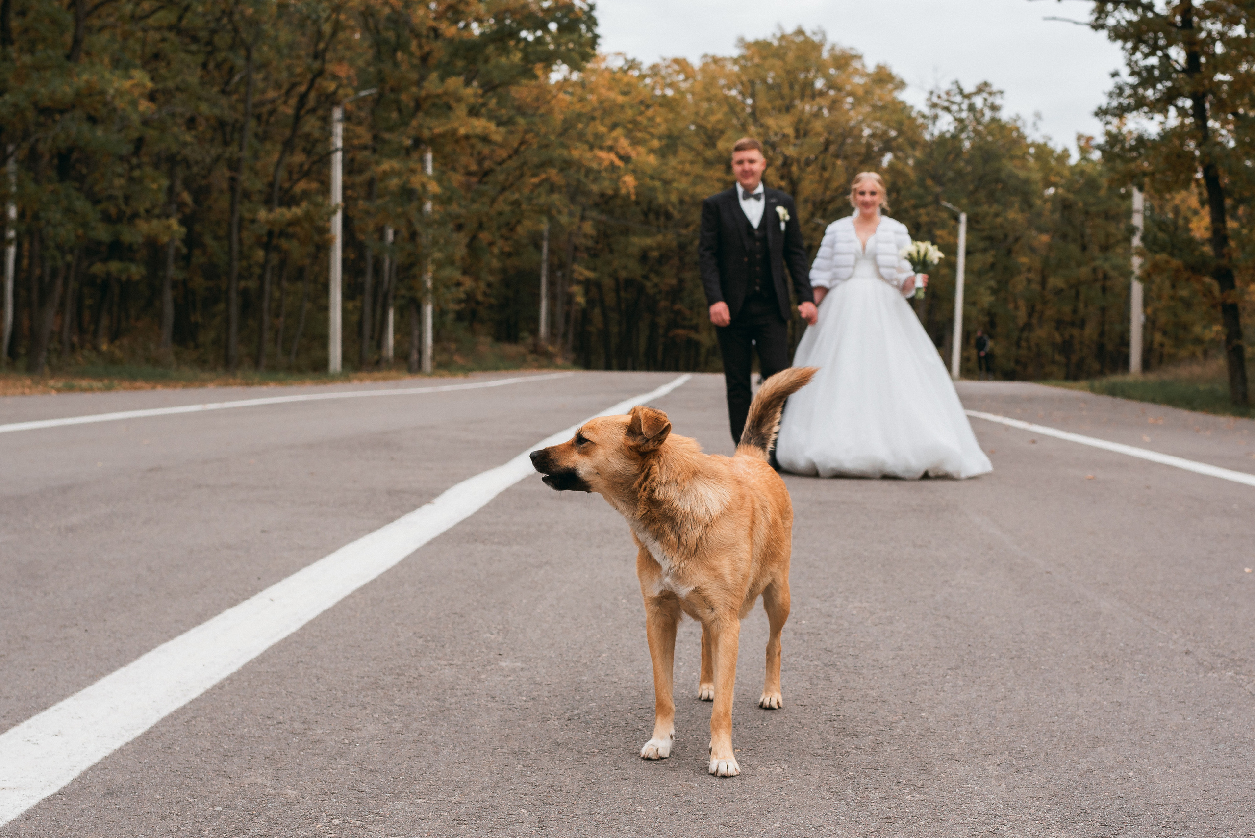 Незабываемая осень Игоря и Вероники. Свадебный фотограф — фотограф на свадьбу в Воронеже — Свадебное фото
