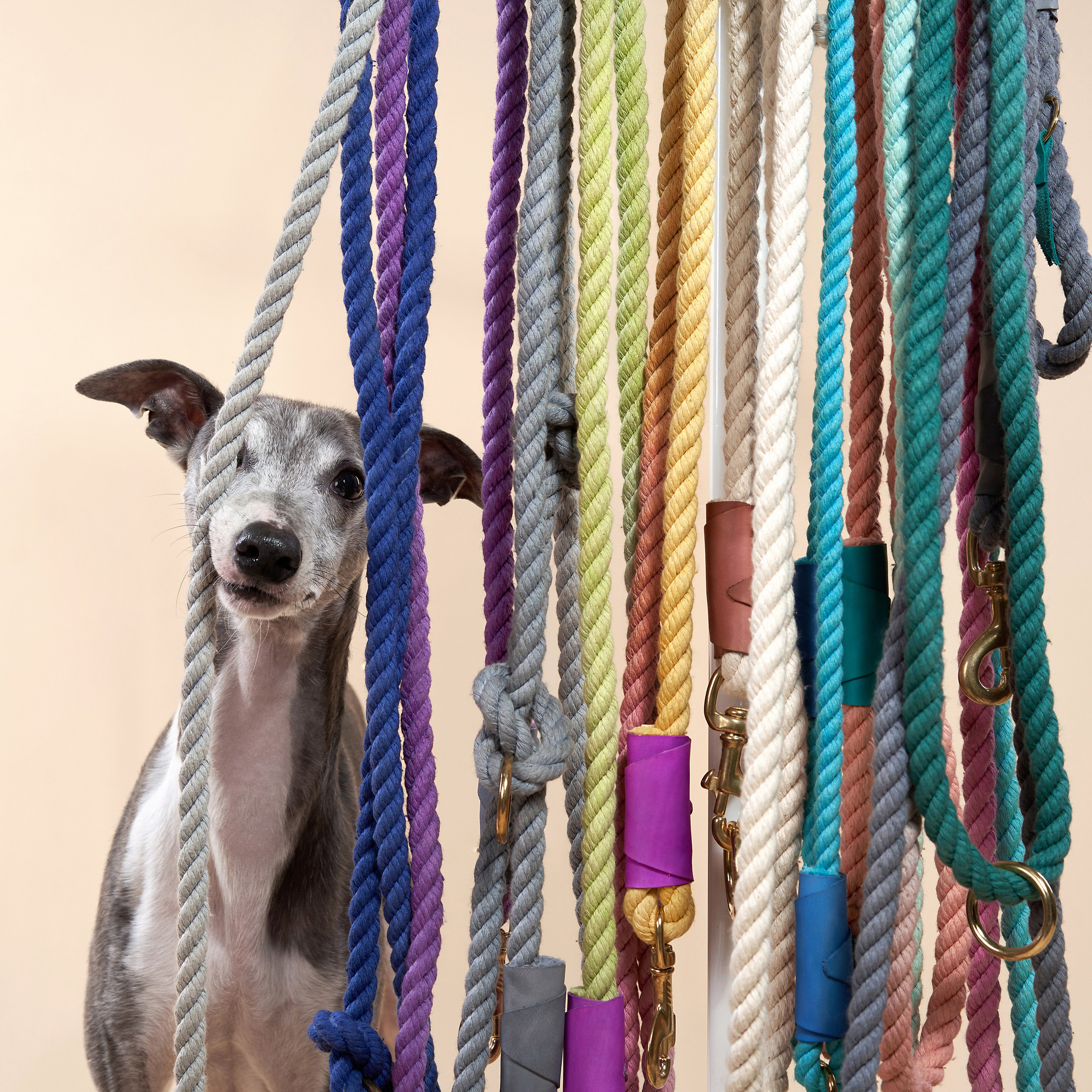 Pet Advertising Photography | Commercial Shoots with Dogs & Cats. Dog photographer Averianova Anna — Art photography of dogs