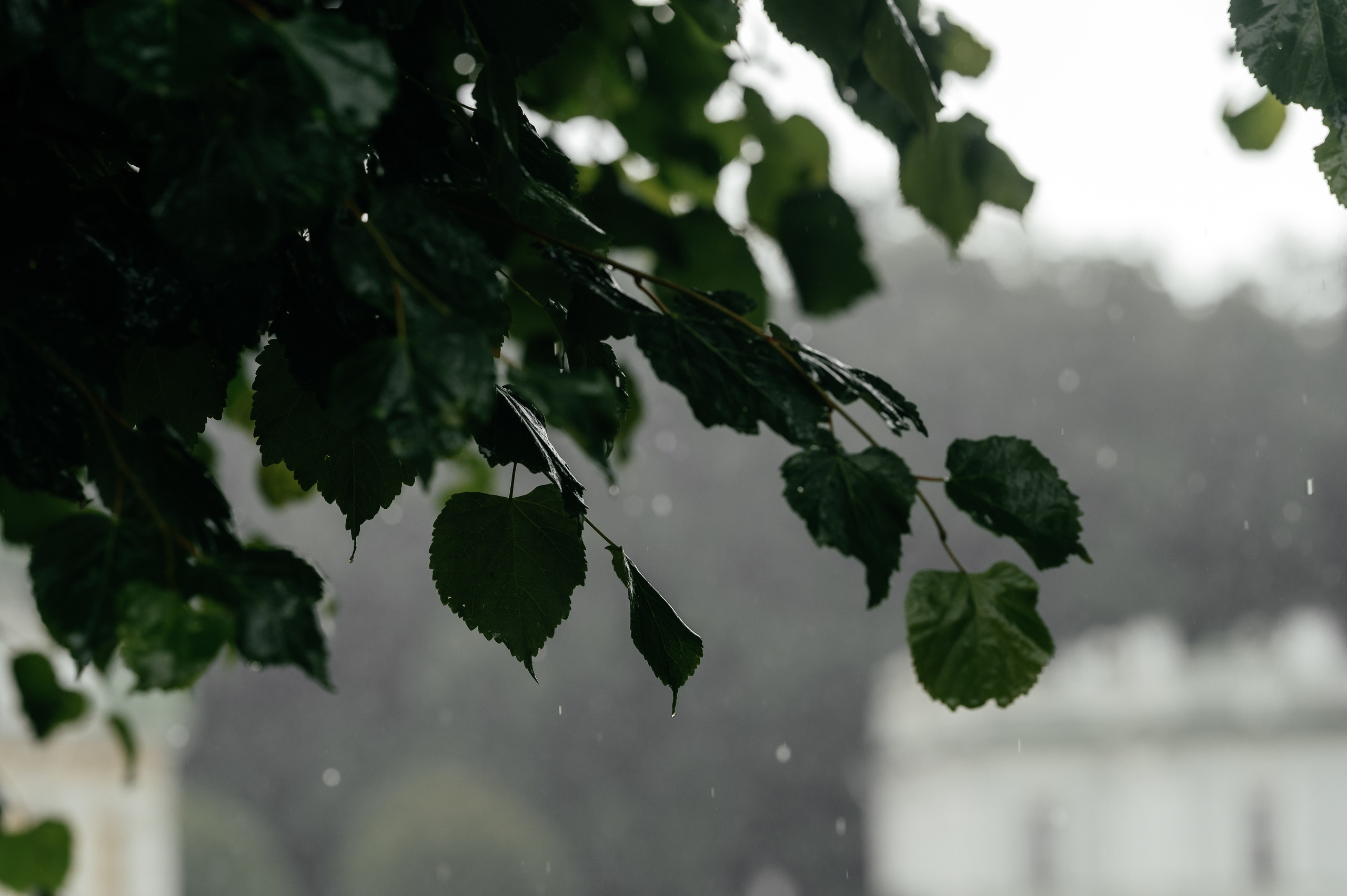 А как Вам такая идея?. Свадебный и семейный фотограф Виктория Носачёва. Щелково, Москва и МО