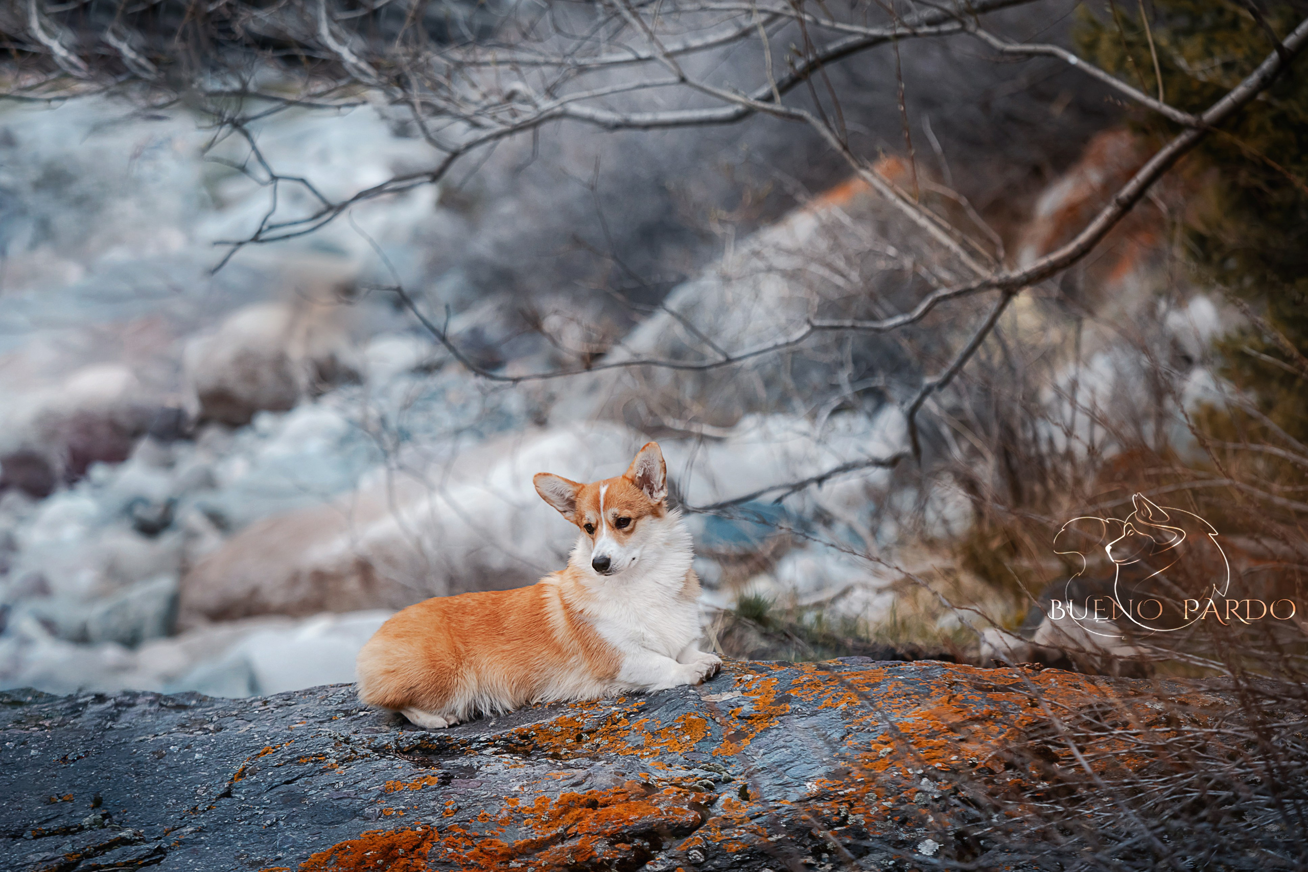 Собаки питомника Bueno Pardo. Питомник собак Акита, Хаски, Корги