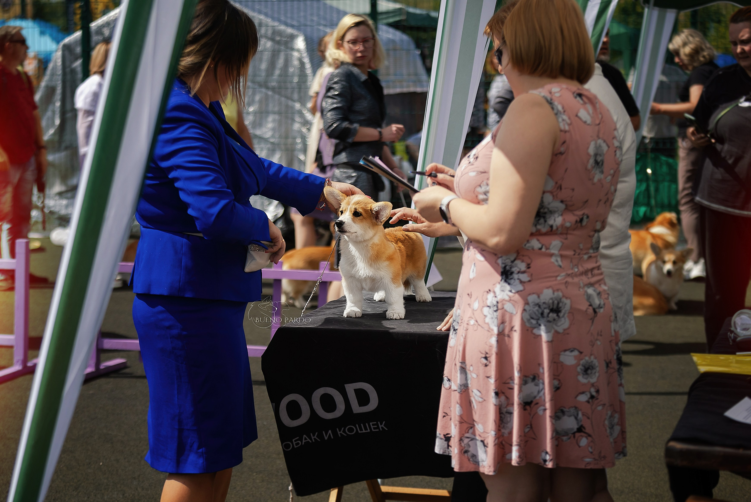 Собаки питомника Bueno Pardo. Питомник собак Акита, Хаски, Корги