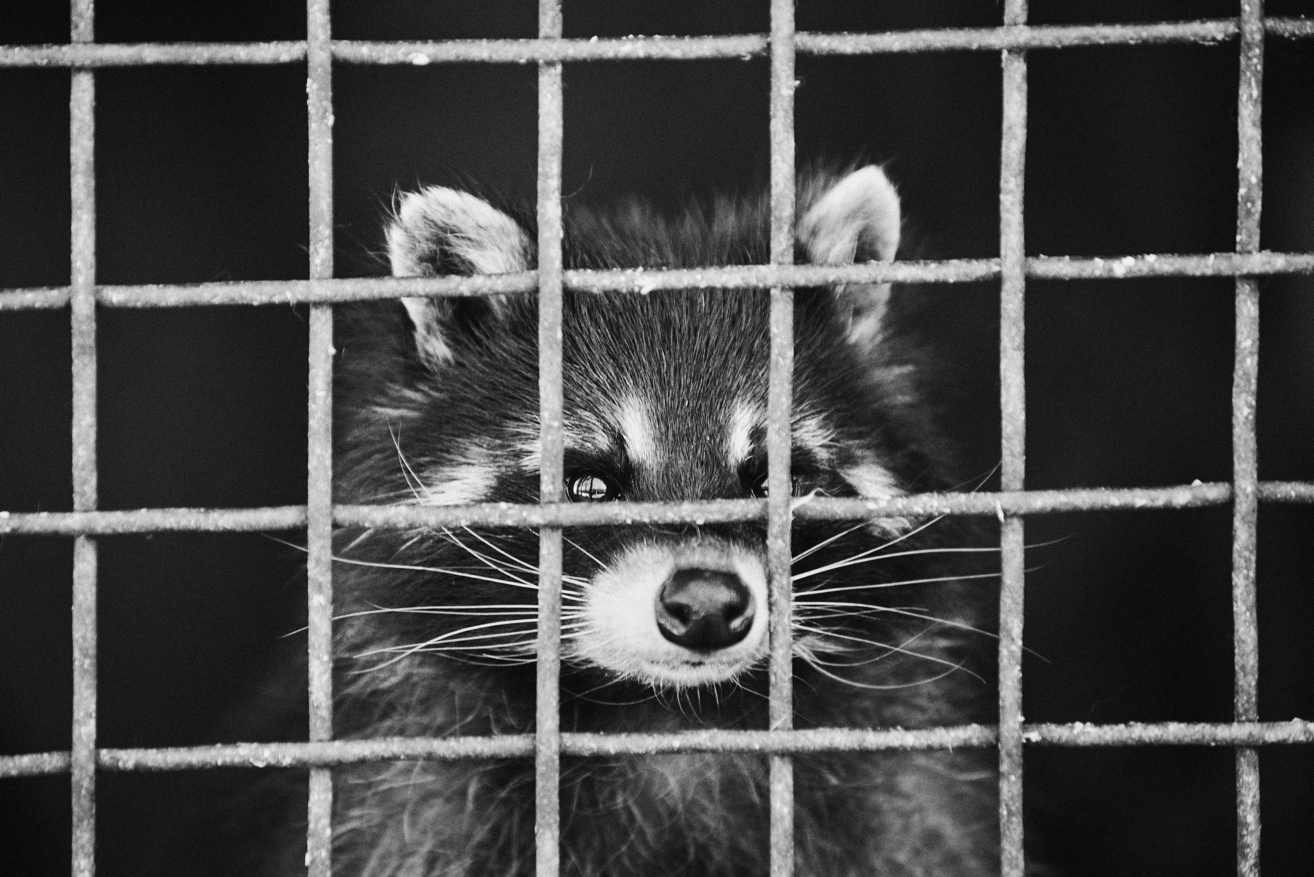 Зоопарк Иваново. Фотограф в Иваново: Каталожная съемка одежды и постельного белья, Wildberries