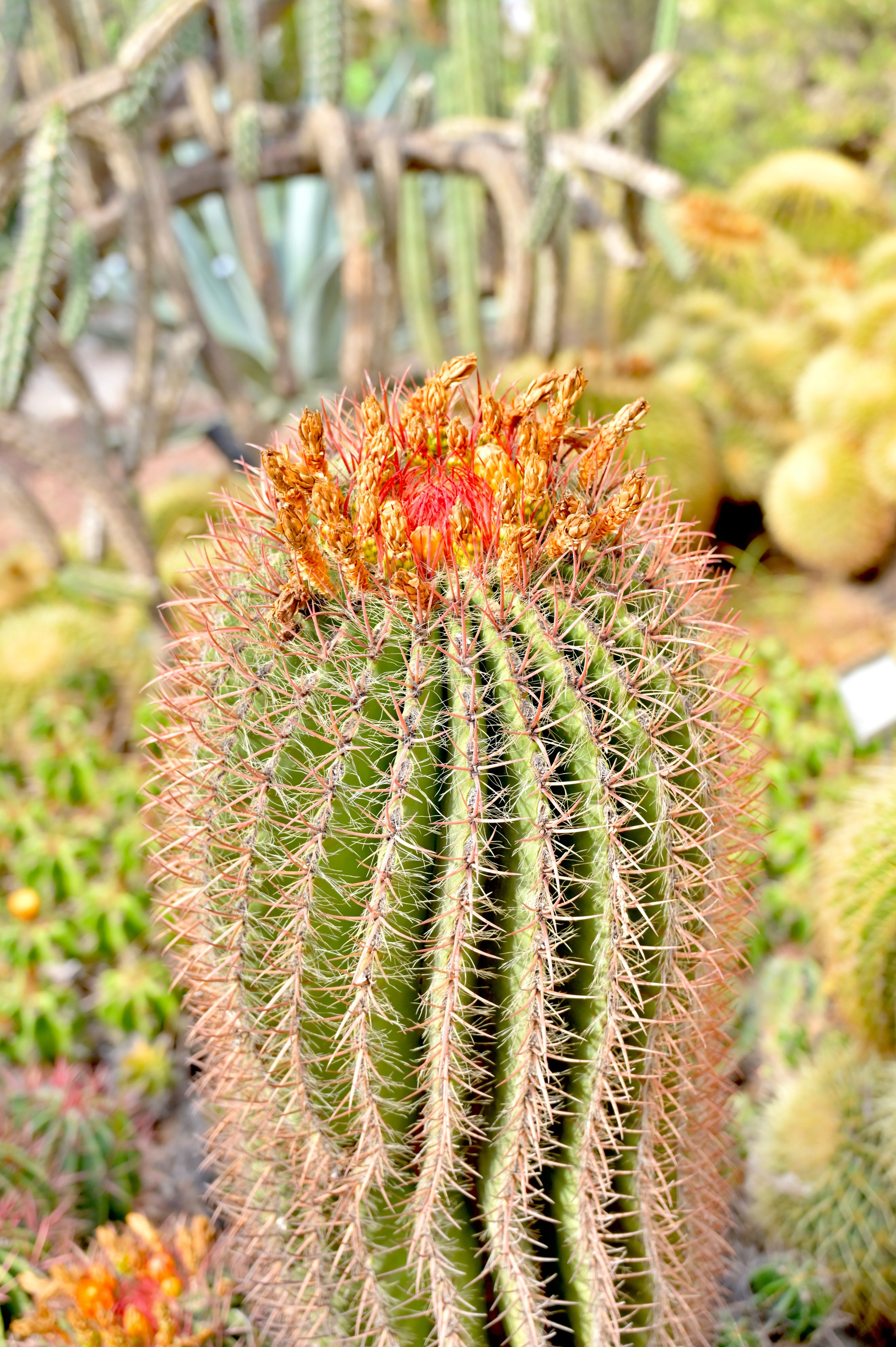 Ботанический сад в Валенсии — старейший в Европе. Гид и фотограф в Валенсии Новиков Михаил