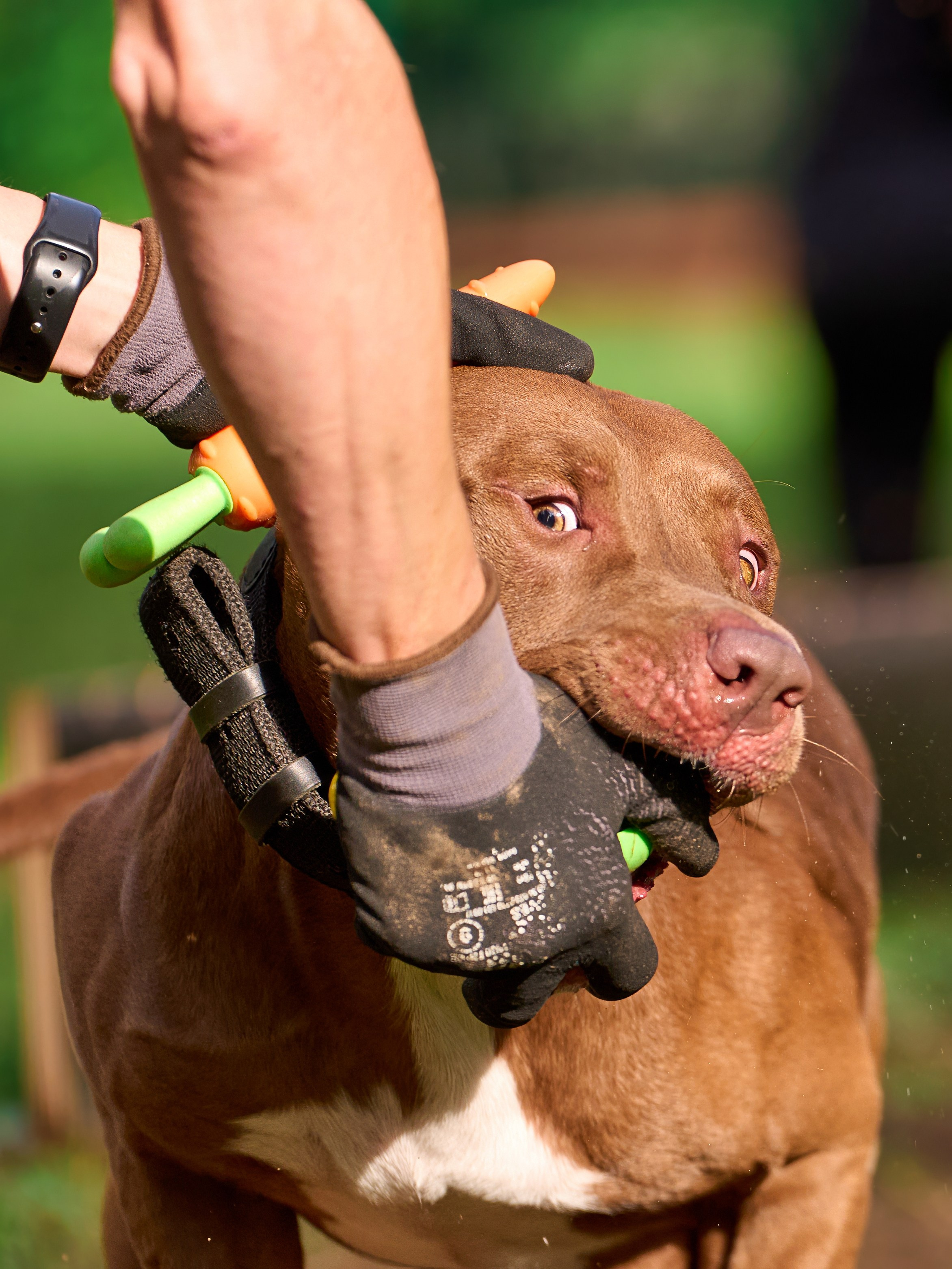 Jump'n'Gym JUMP! — 2024. Фотограф-анималист Михаил Манухин