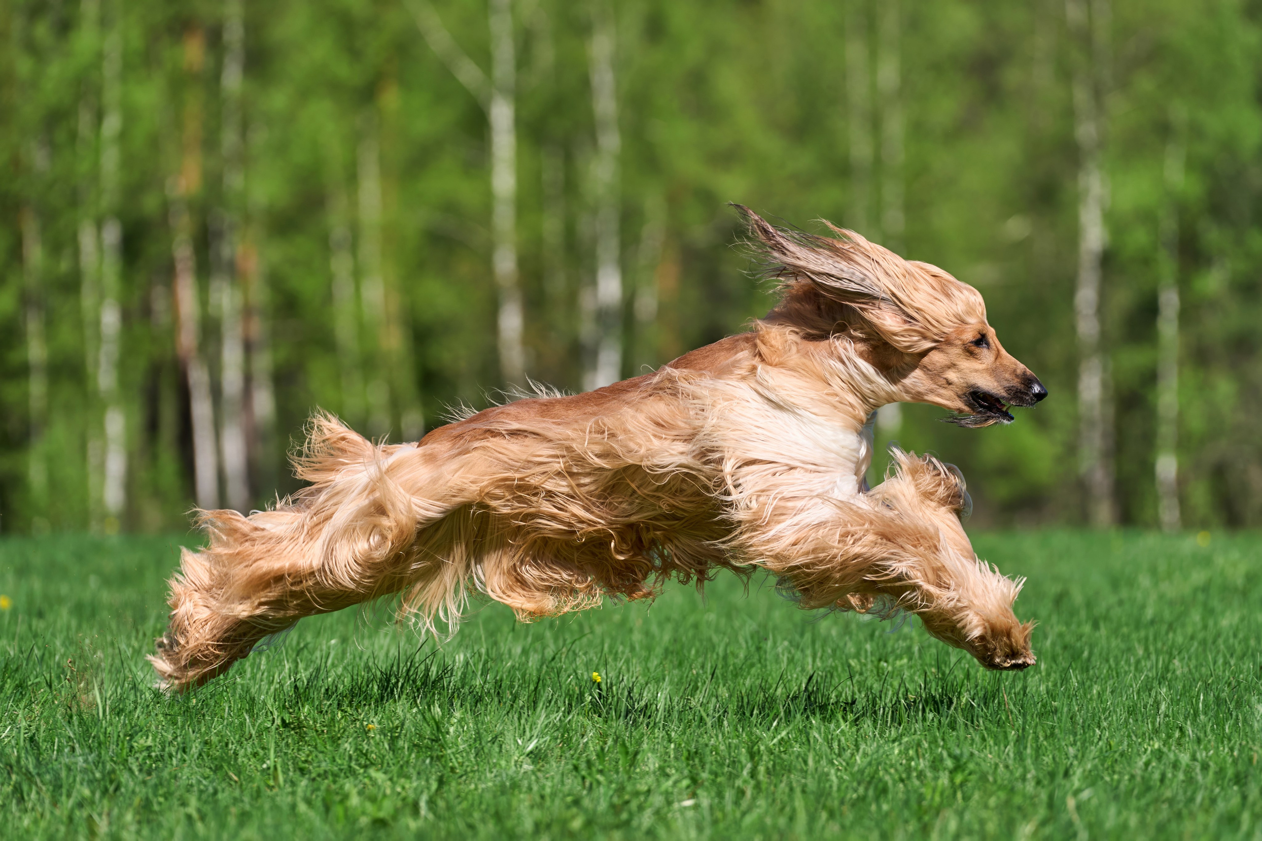 Тренировка по курсингу Донино. Фотограф-анималист Михаил Манухин