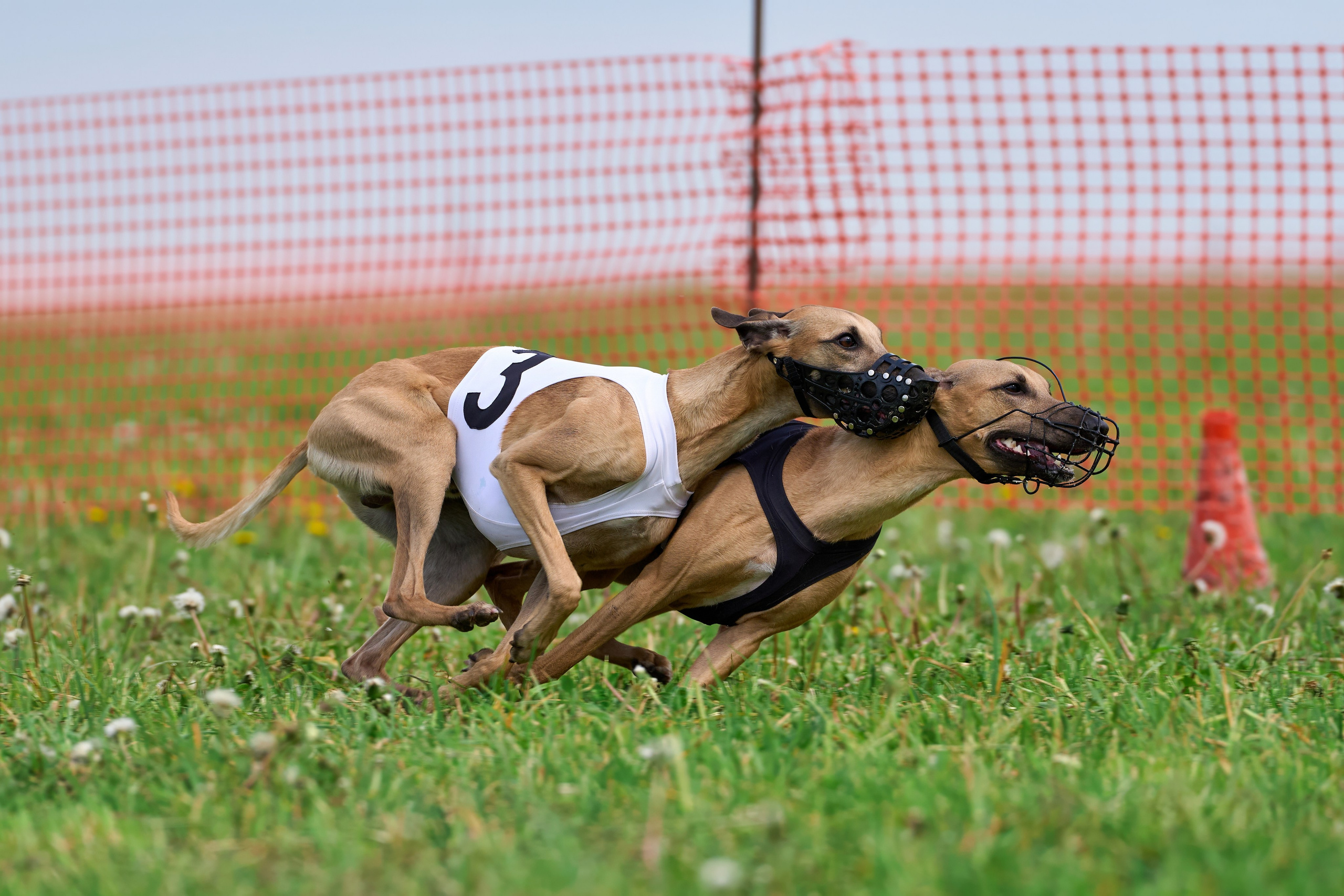 Квалификация по рейсингу. РАЛББ и Курсинг на Ярославке. Фотограф-анималист Михаил Манухин