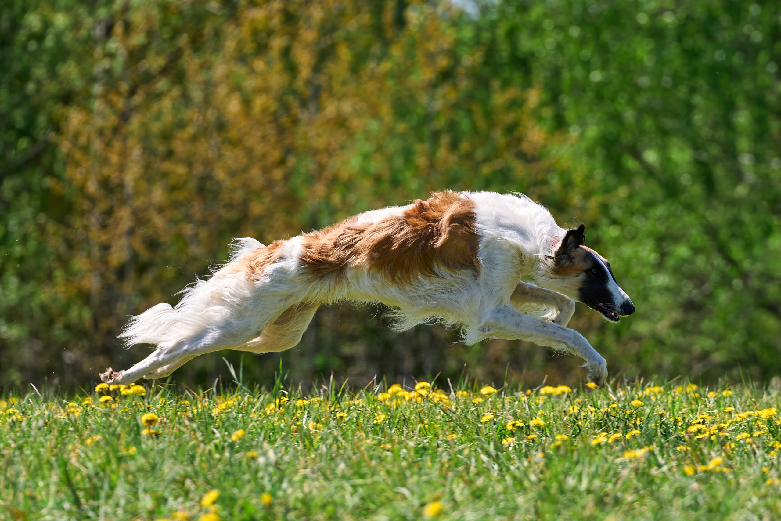 Тренировка по курсингу «на Ярославке». Фотограф-анималист Михаил Манухин