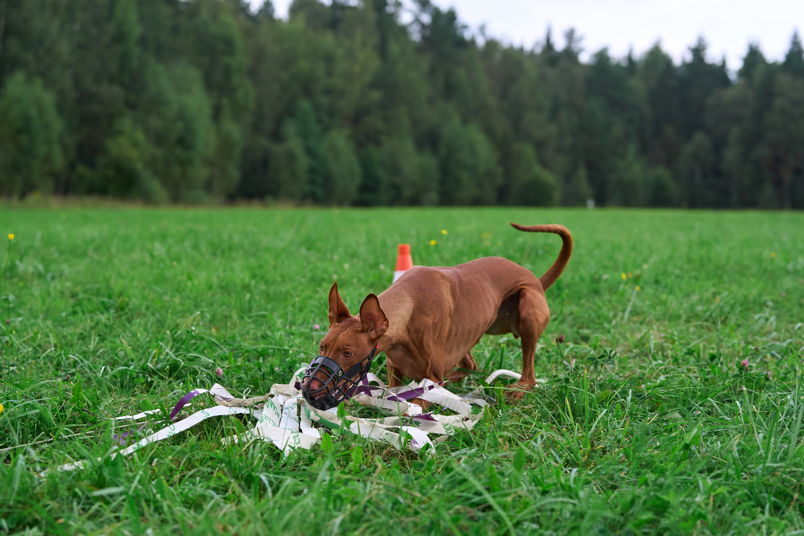 Тренировка в Донино. Фотограф-анималист Михаил Манухин