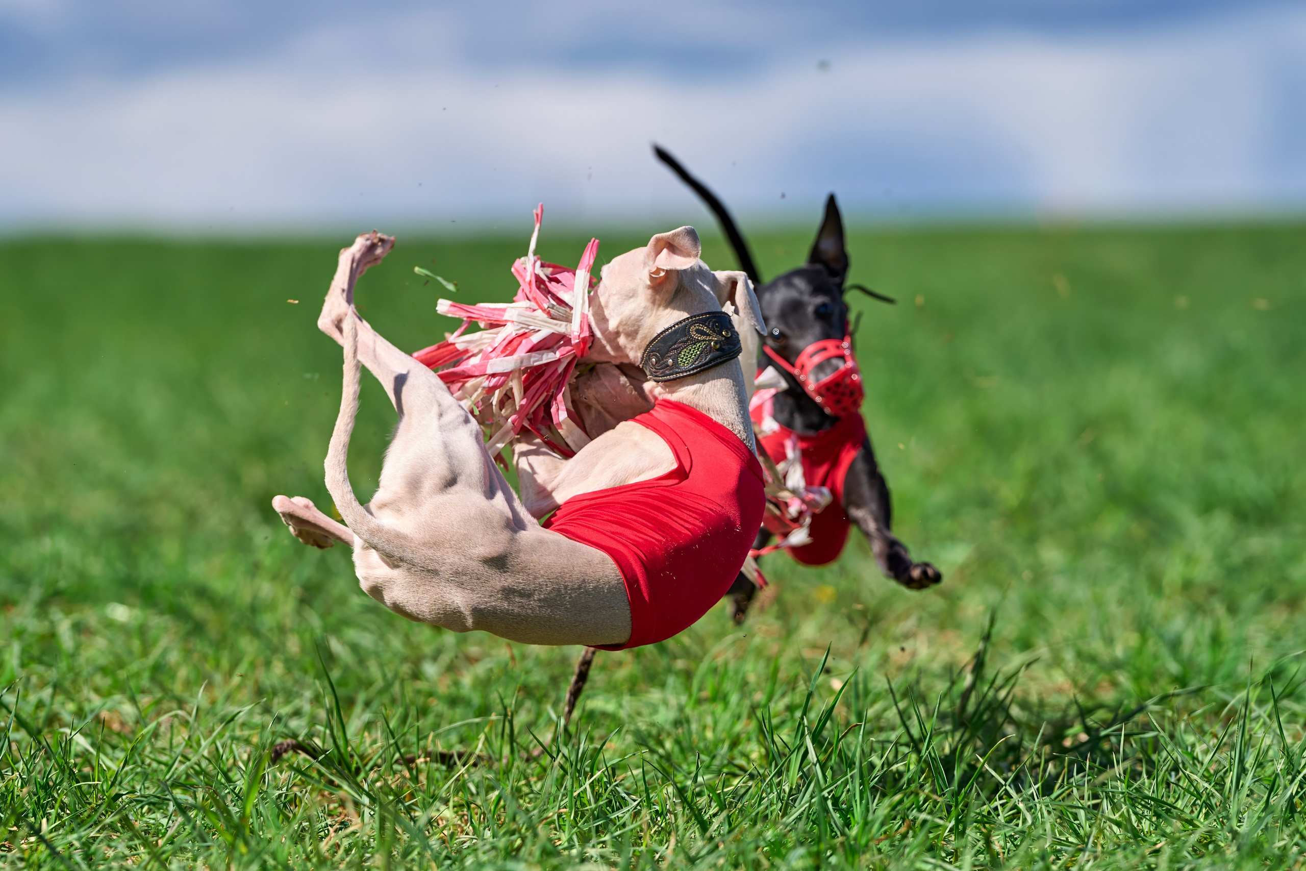 Тренировка по курсингу «на Ярославке». Фотограф-анималист Михаил Манухин
