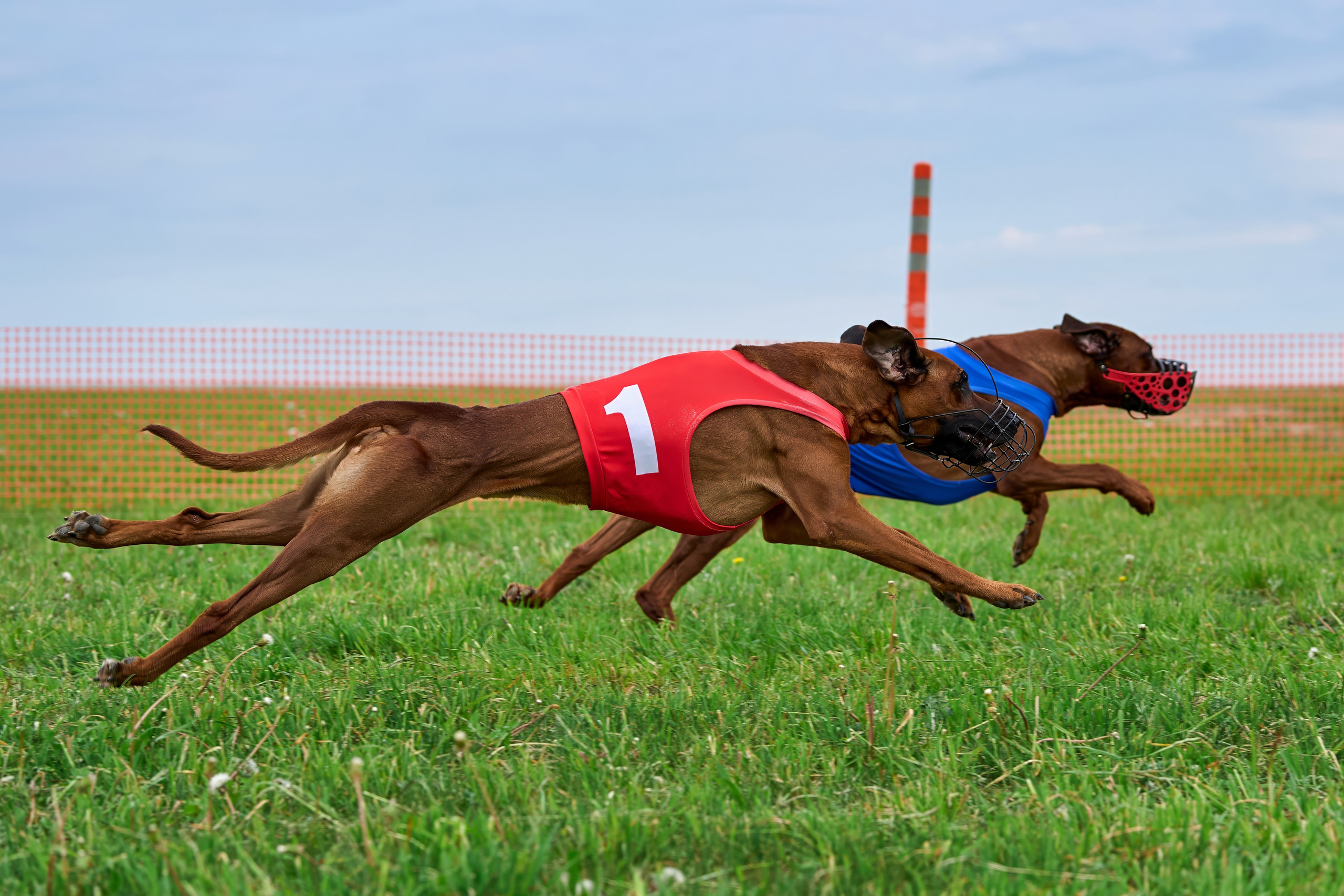 Квалификация по рейсингу. РАЛББ и Курсинг на Ярославке. Фотограф-анималист Михаил Манухин