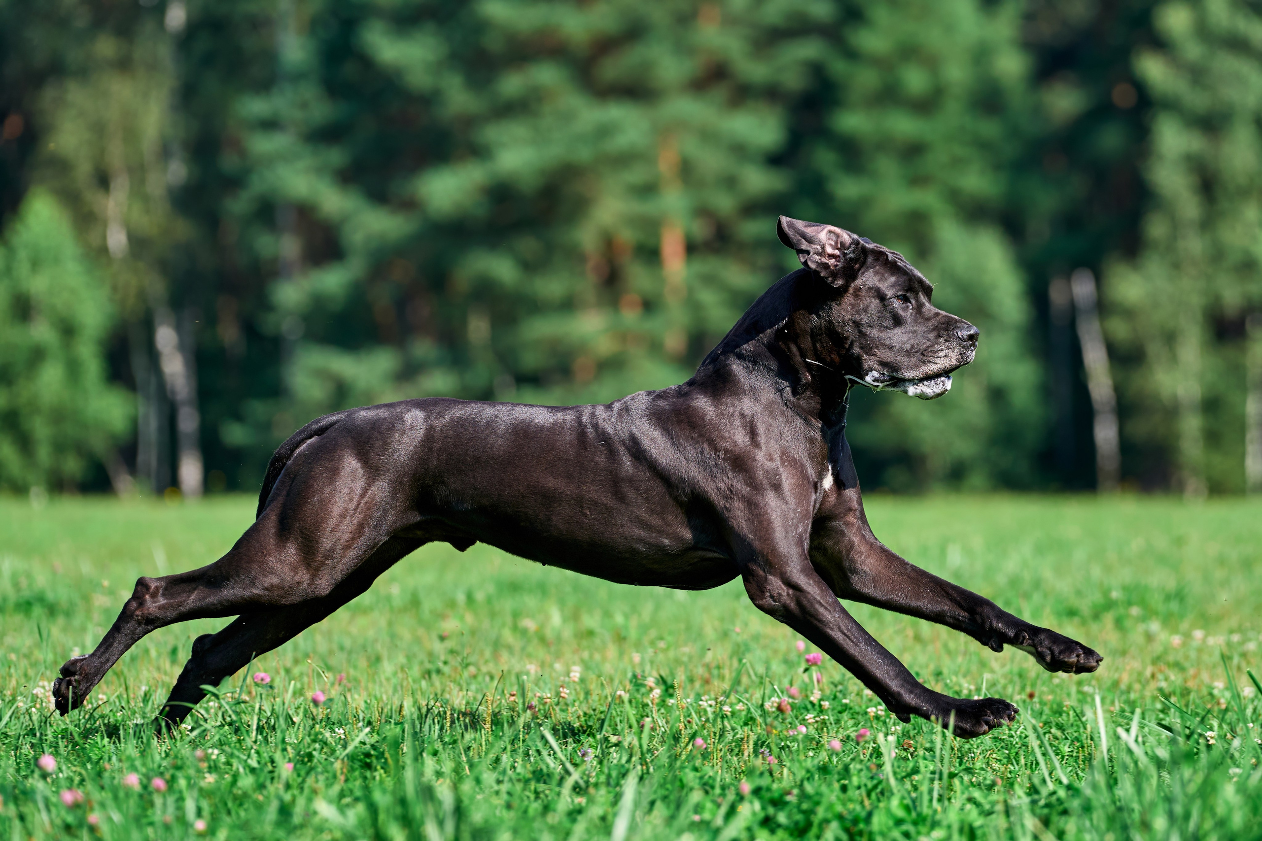 Тренировка в Донино. Фотограф-анималист Михаил Манухин