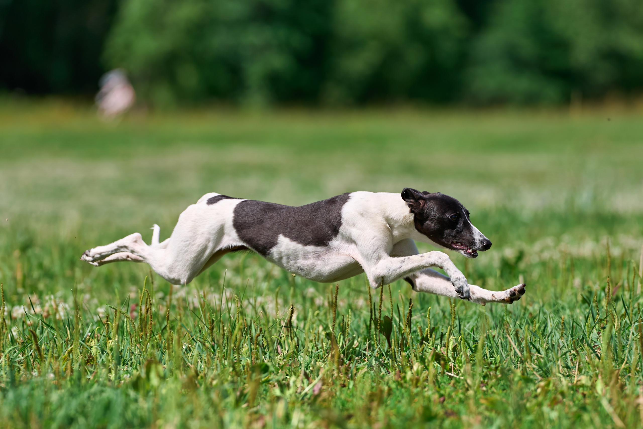 Тренировка по курсингу в Донино. Фотограф-анималист Михаил Манухин