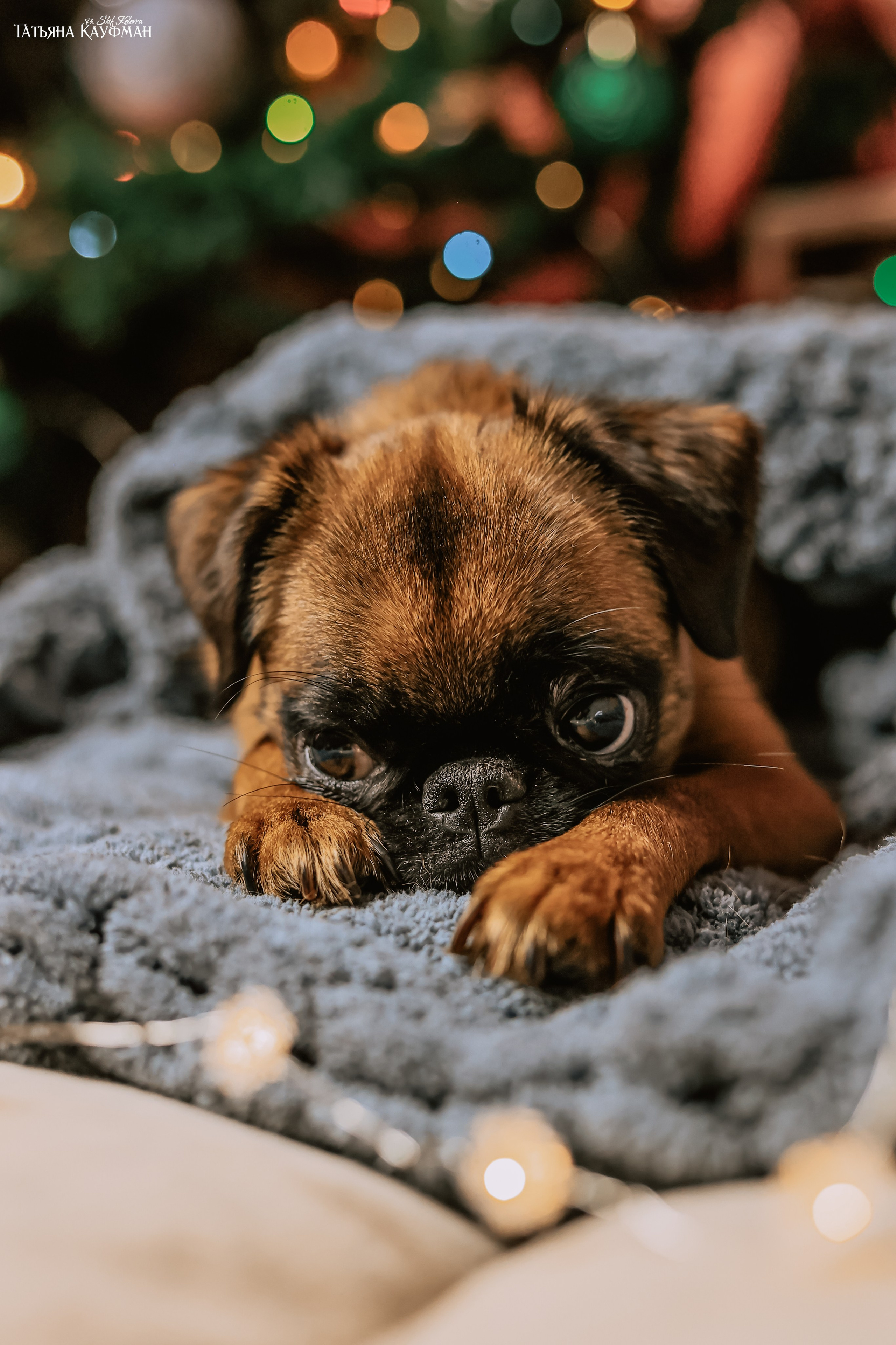 Малый брабансон, фотография брабансон, красивая собака, фотограф анималист, фотокурс Анималистика, научиться фотографировать собак, фотограф Новосибирск