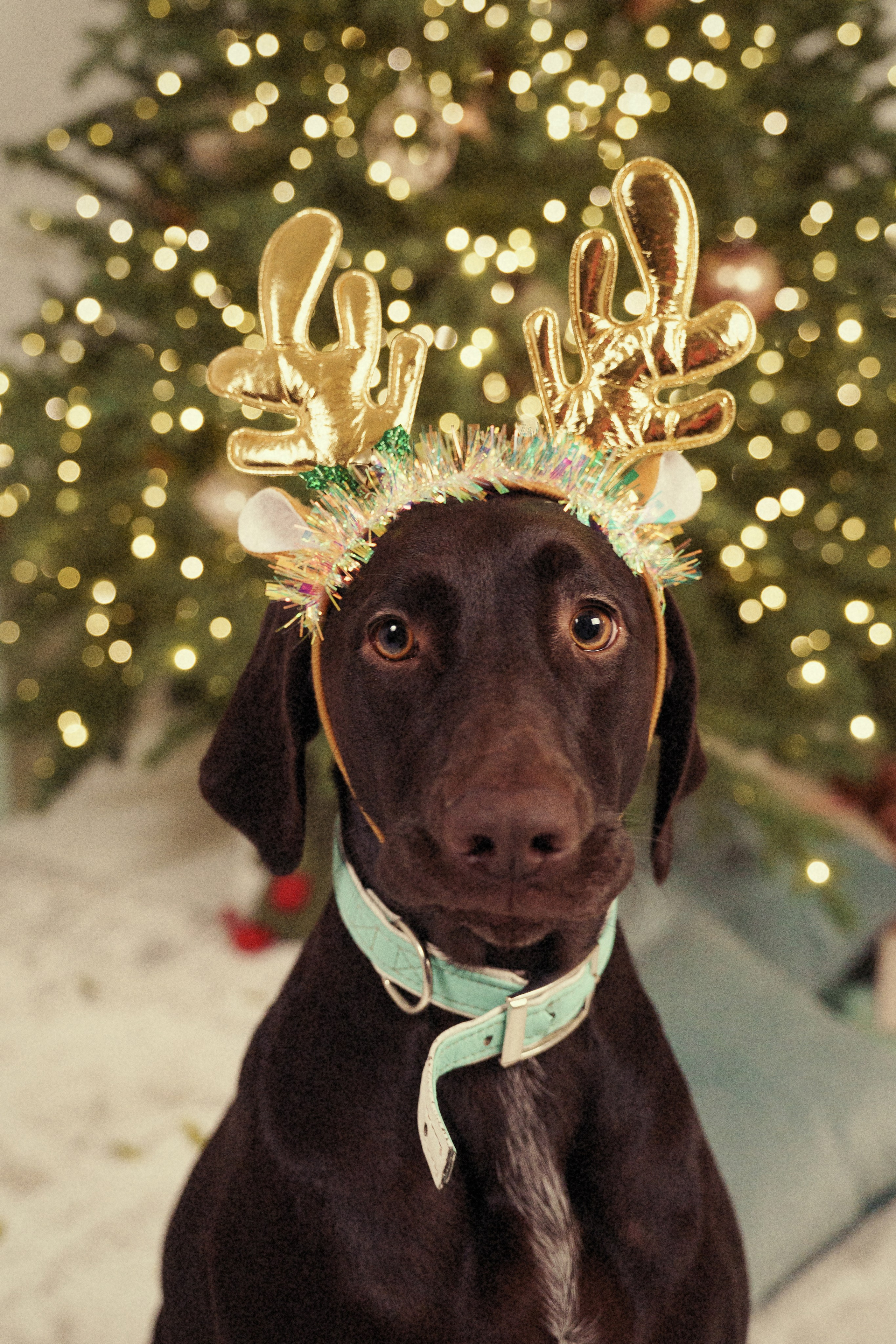Новый год у нас в студии. Фотомастерская Воробьевых