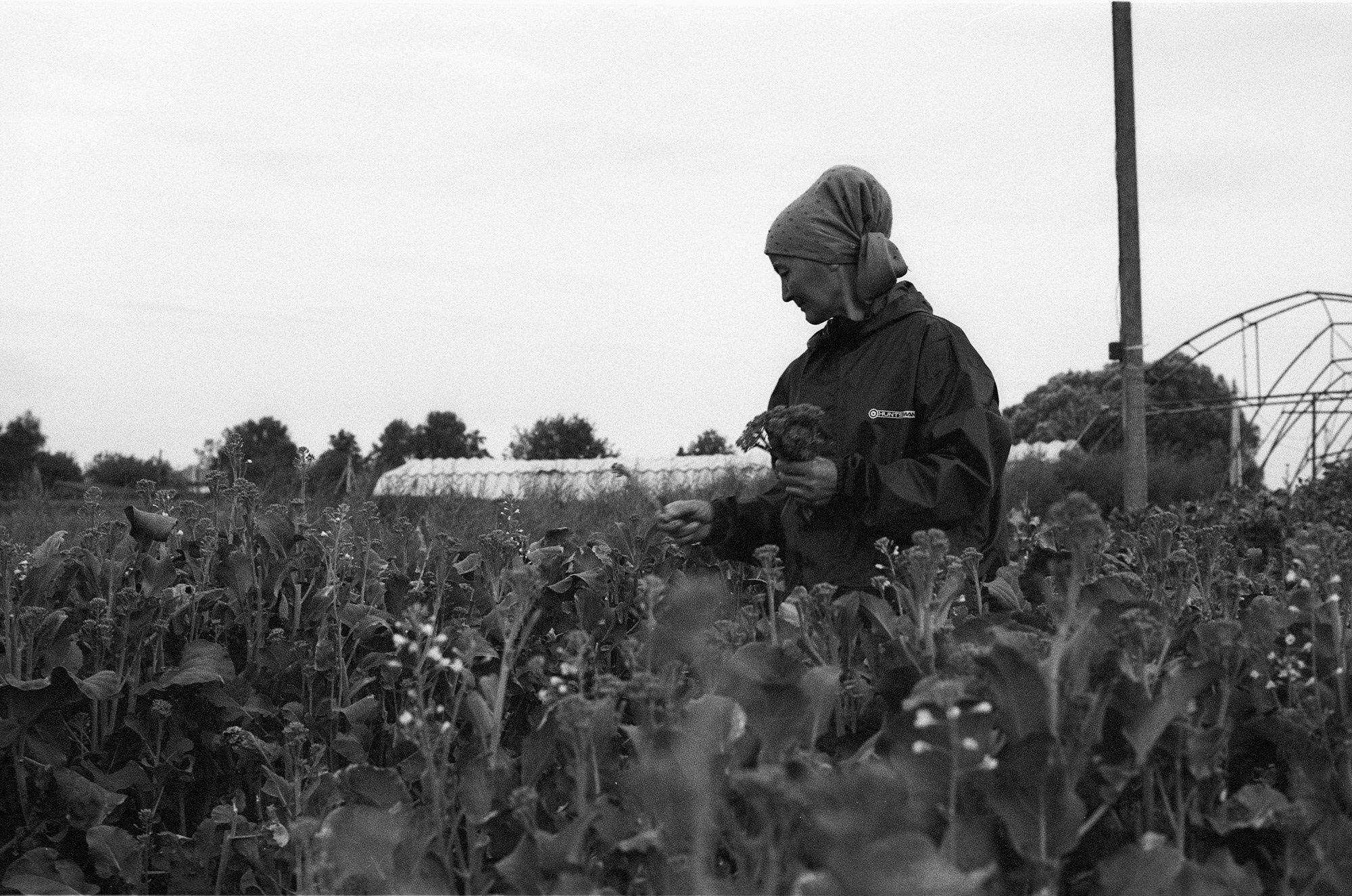 SuperFoodFarm. The history of the farm. Another person Pavel Potseluev. A photographer in 2025