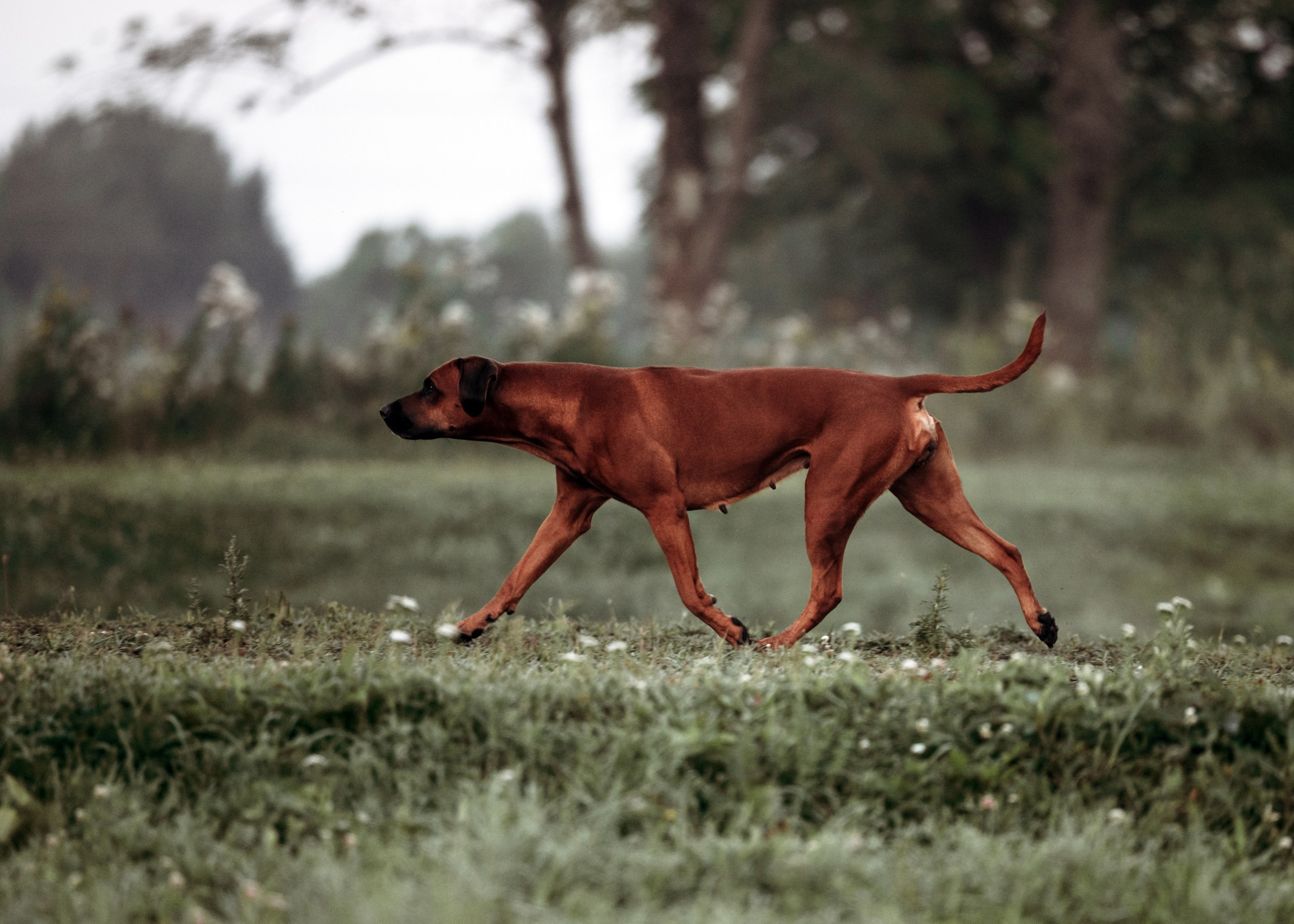 Родезийские Риджбеки в Санкт-Петербурге