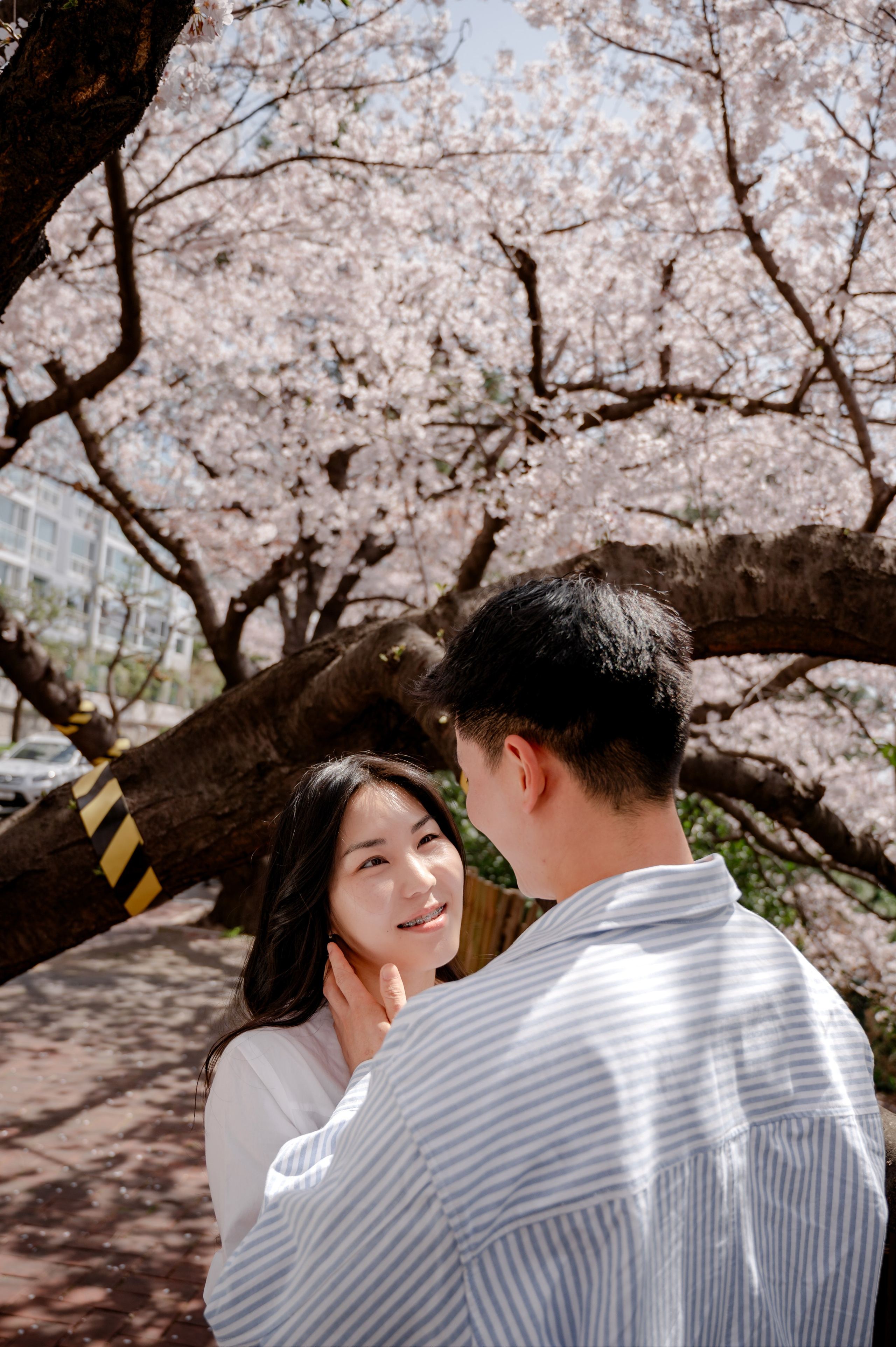 Romantic couple photoshoot at Haeundae cherry blossom road