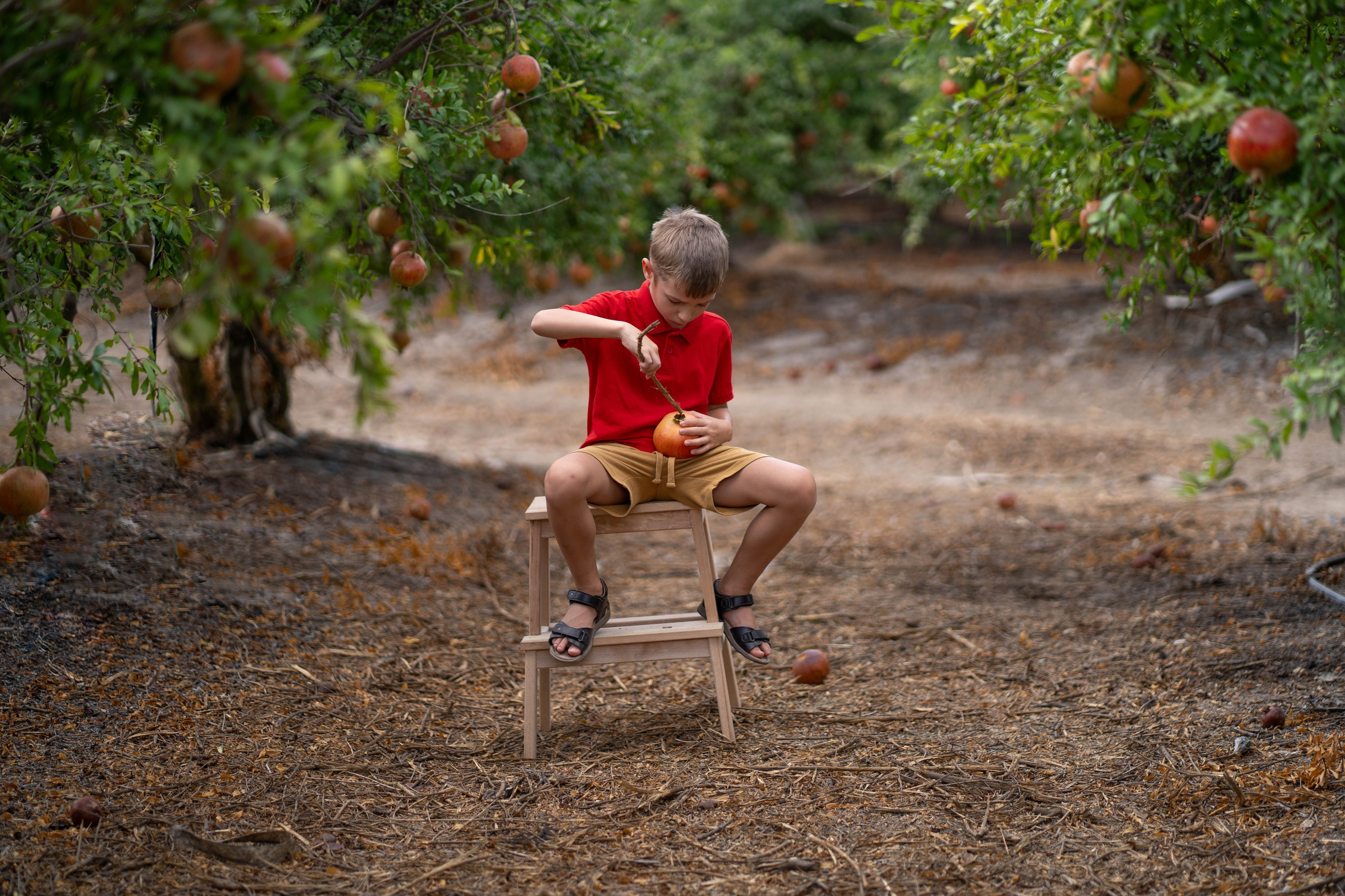Гранатовый сад. Семейный и детский фотограф в Израиле и Москве Дорошок Надя