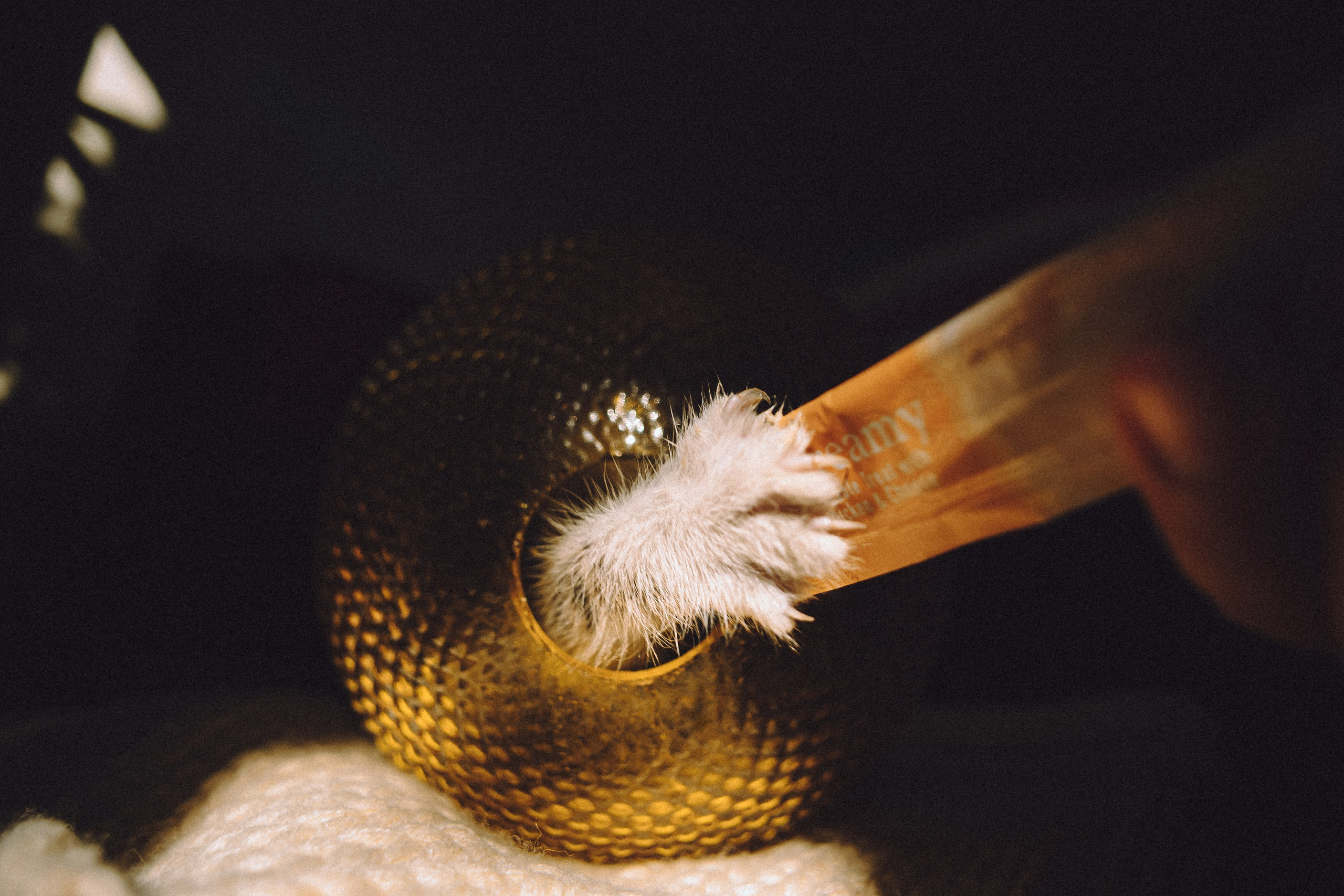 Более 30 идей для фотосессии с котенком