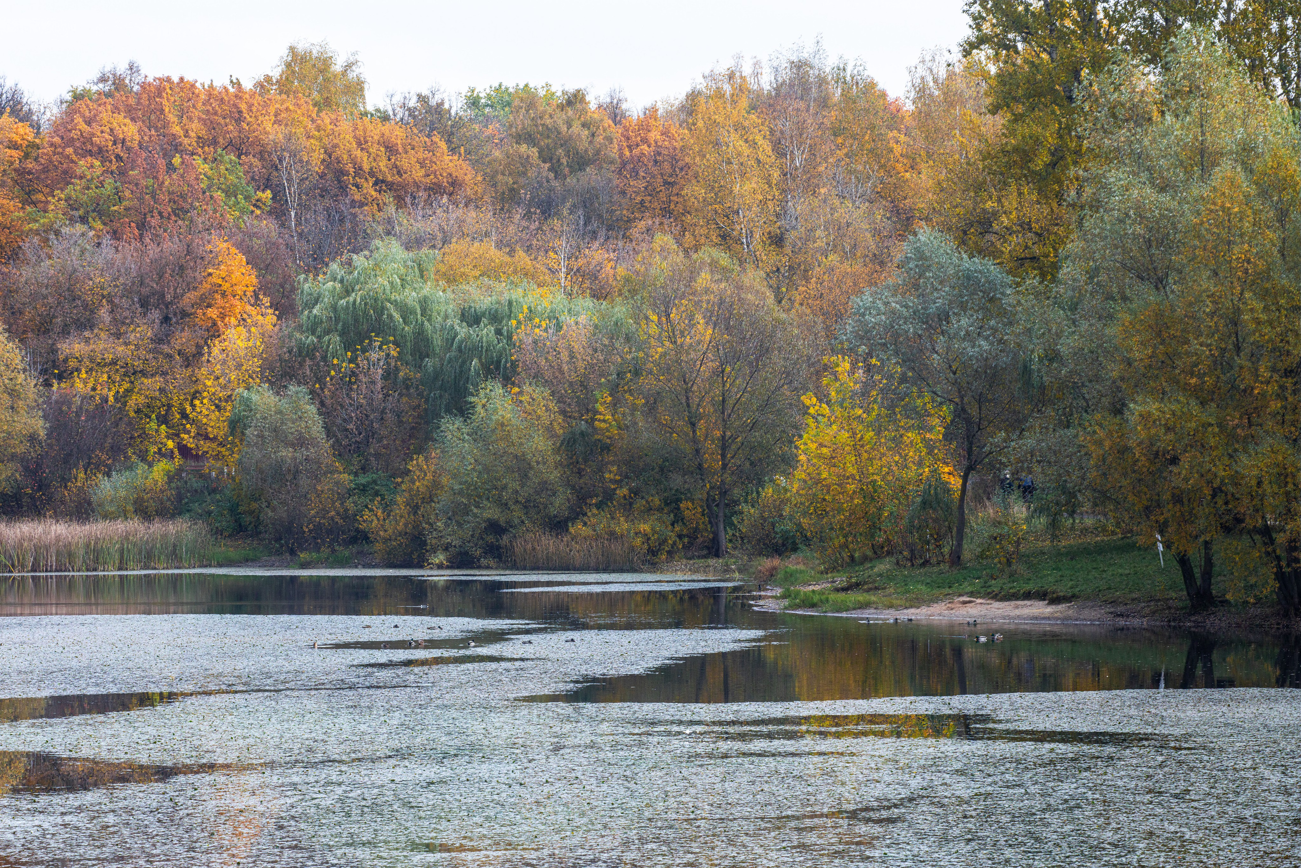Осень. Свадьбы, портретная, предметная съемка. Фотограф Александр К