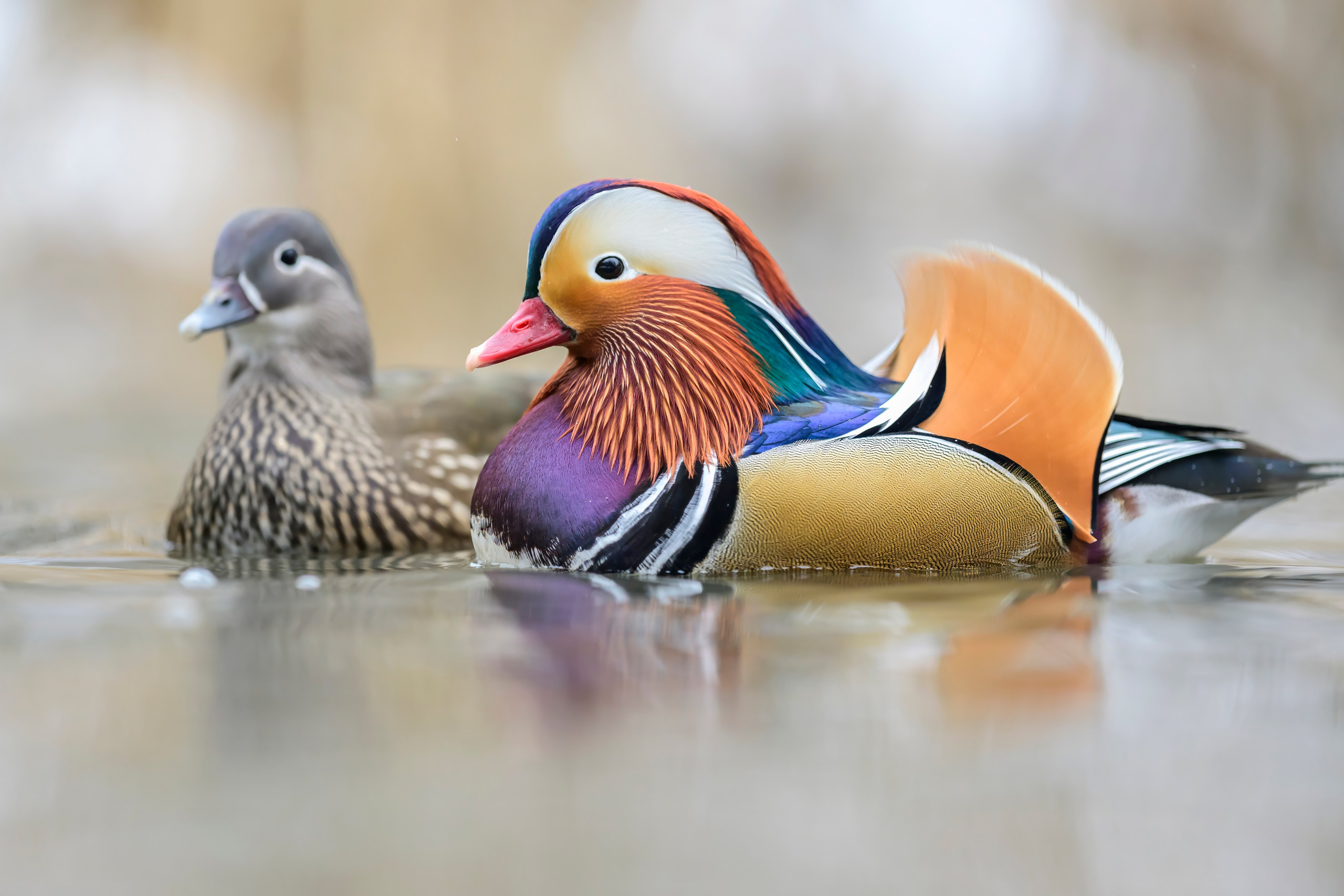 Мандаринки Mandarin ducks. Wildlife photography by Sergey Puponin