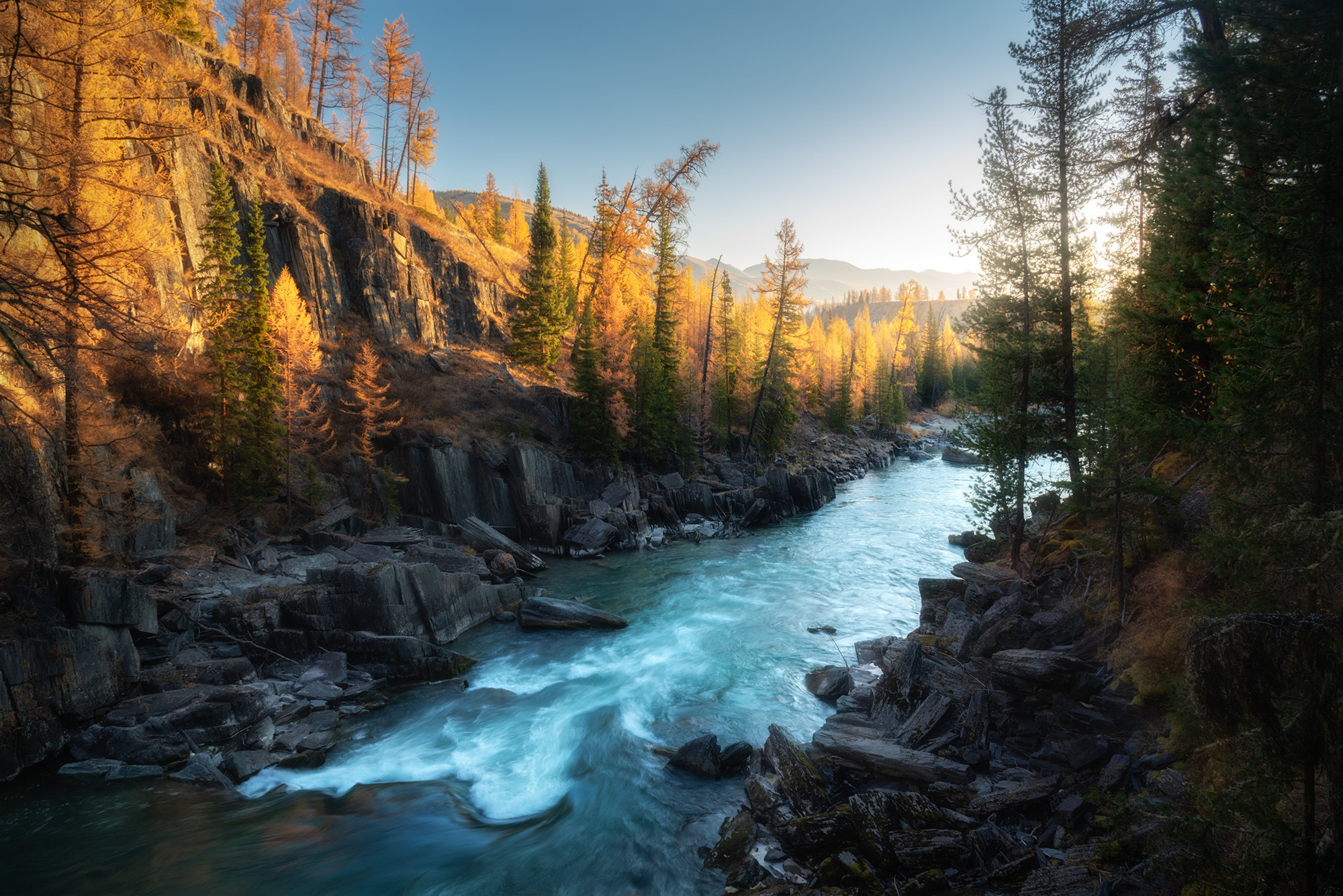 Золото над Коксу. Р. Коксу, Кош-Агачский район, сентябрь 2022