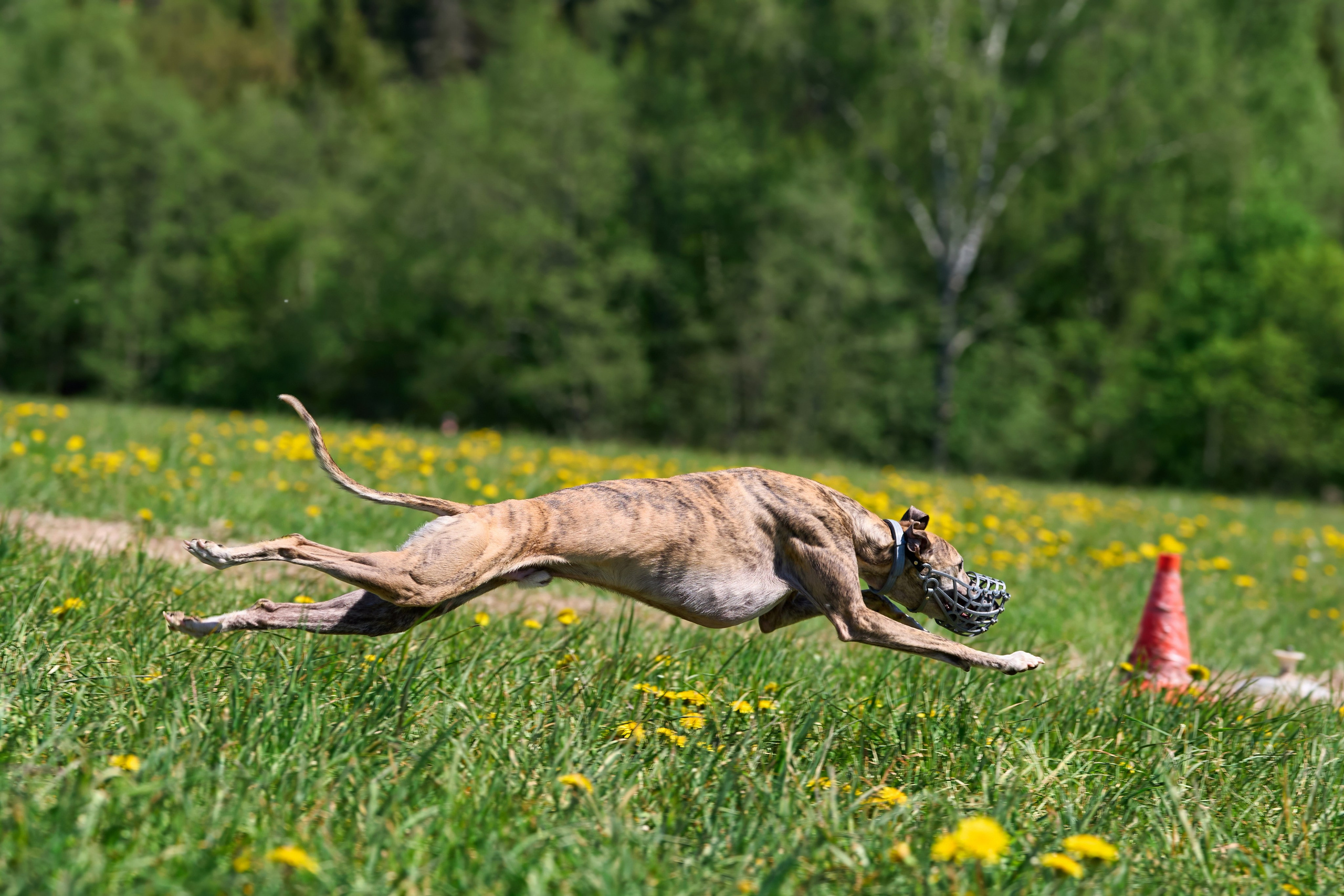 Тренировка по курсингу «на Ярославке». Фотограф-анималист Михаил Манухин