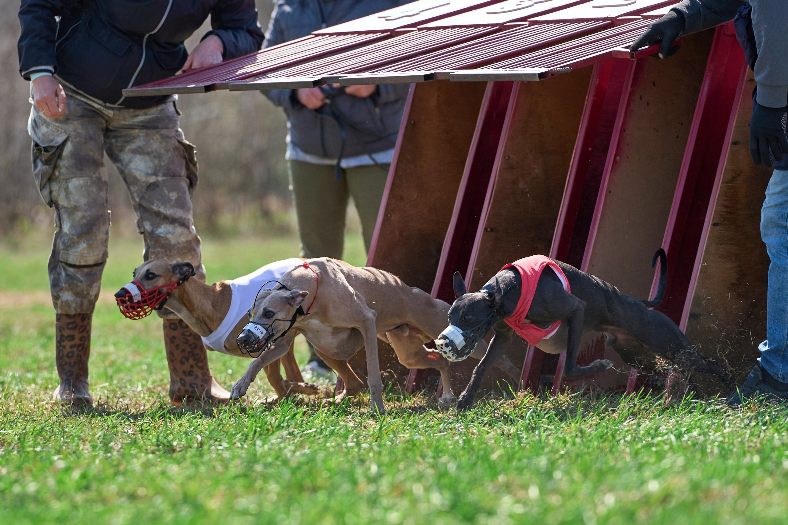 Квалификация по рейсингу. Фотограф-анималист Михаил Манухин