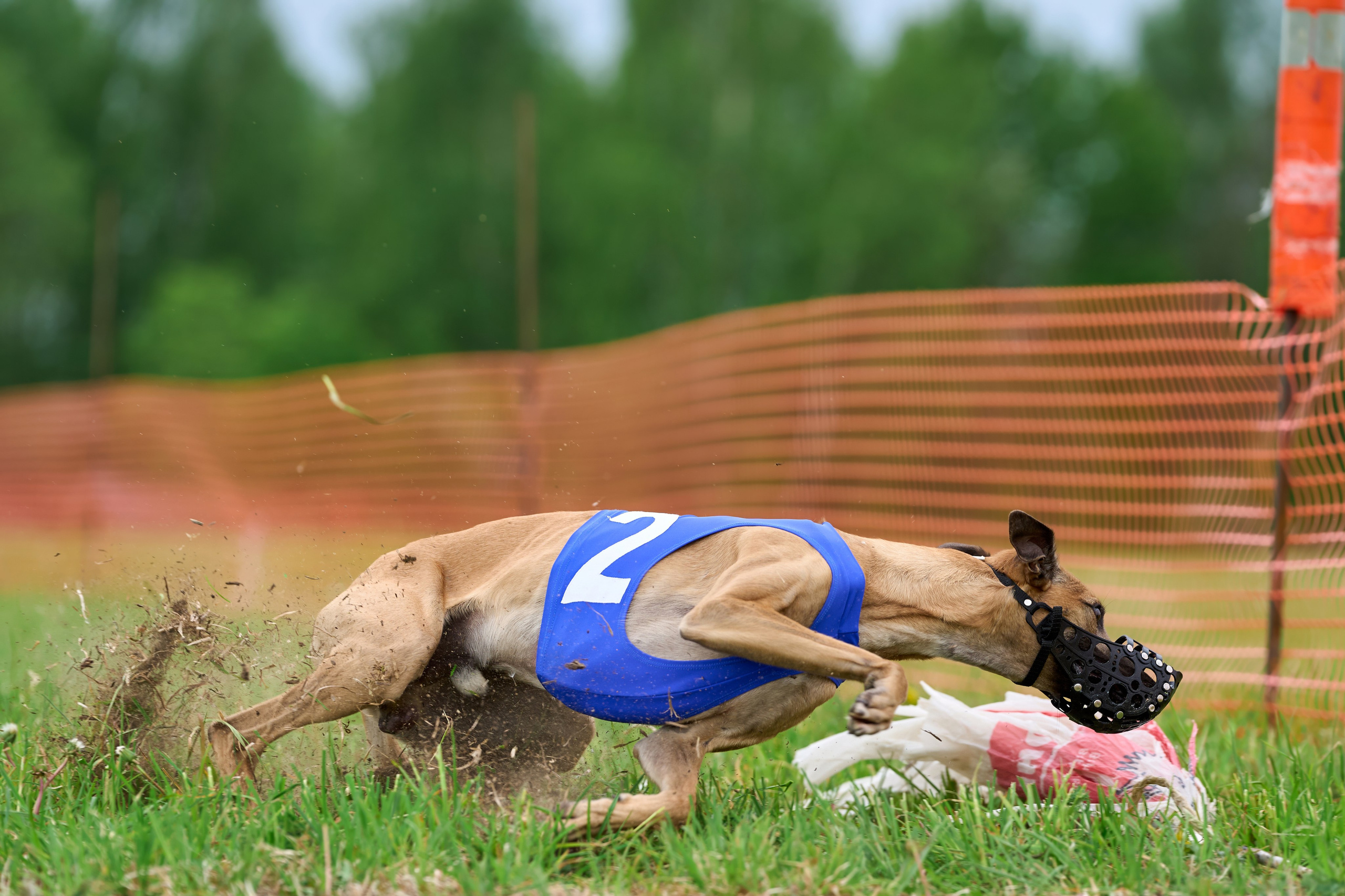 Квалификация по рейсингу. РАЛББ и Курсинг на Ярославке. Фотограф-анималист Михаил Манухин