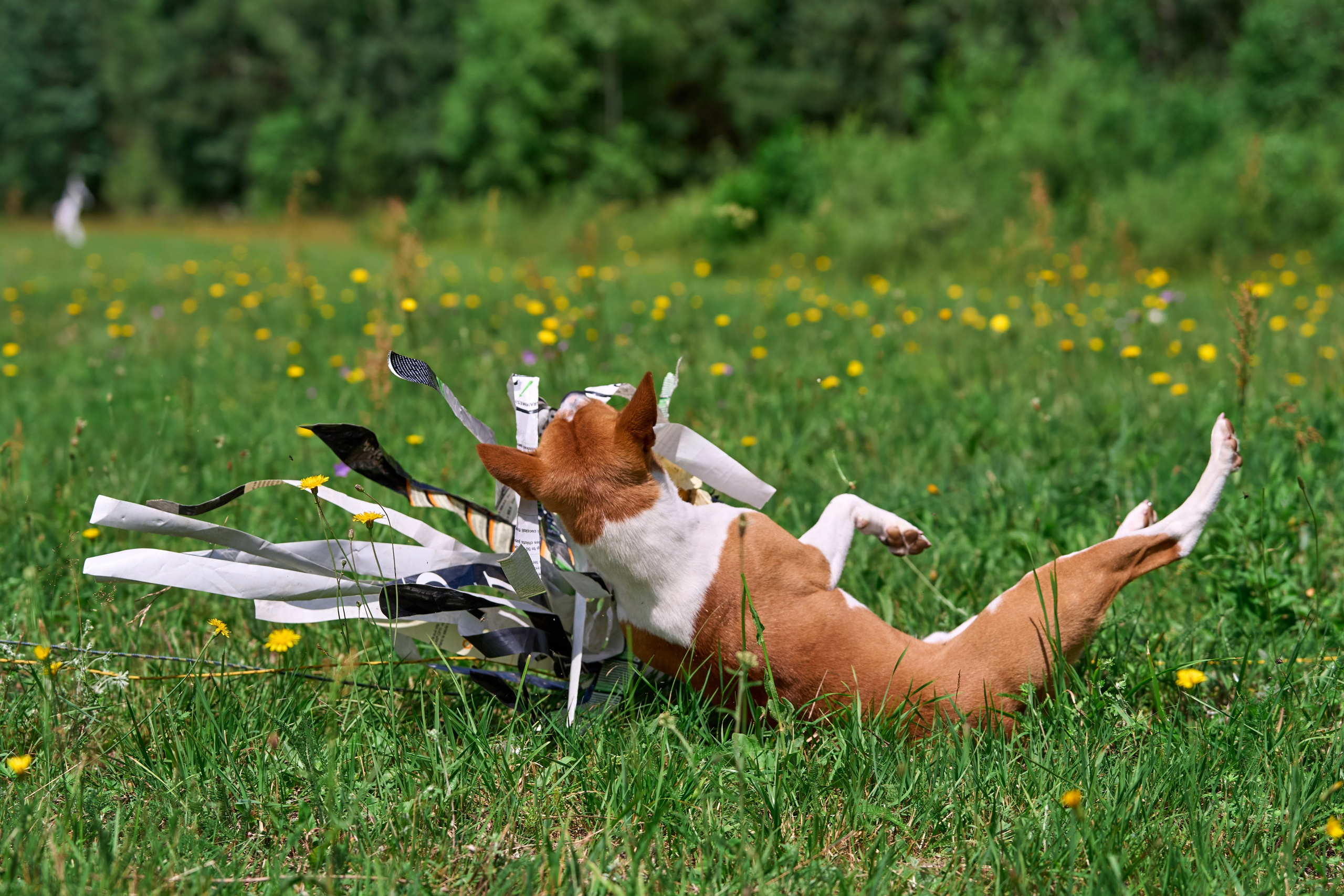 Тренировка по курсингу в Донино. Фотограф-анималист Михаил Манухин