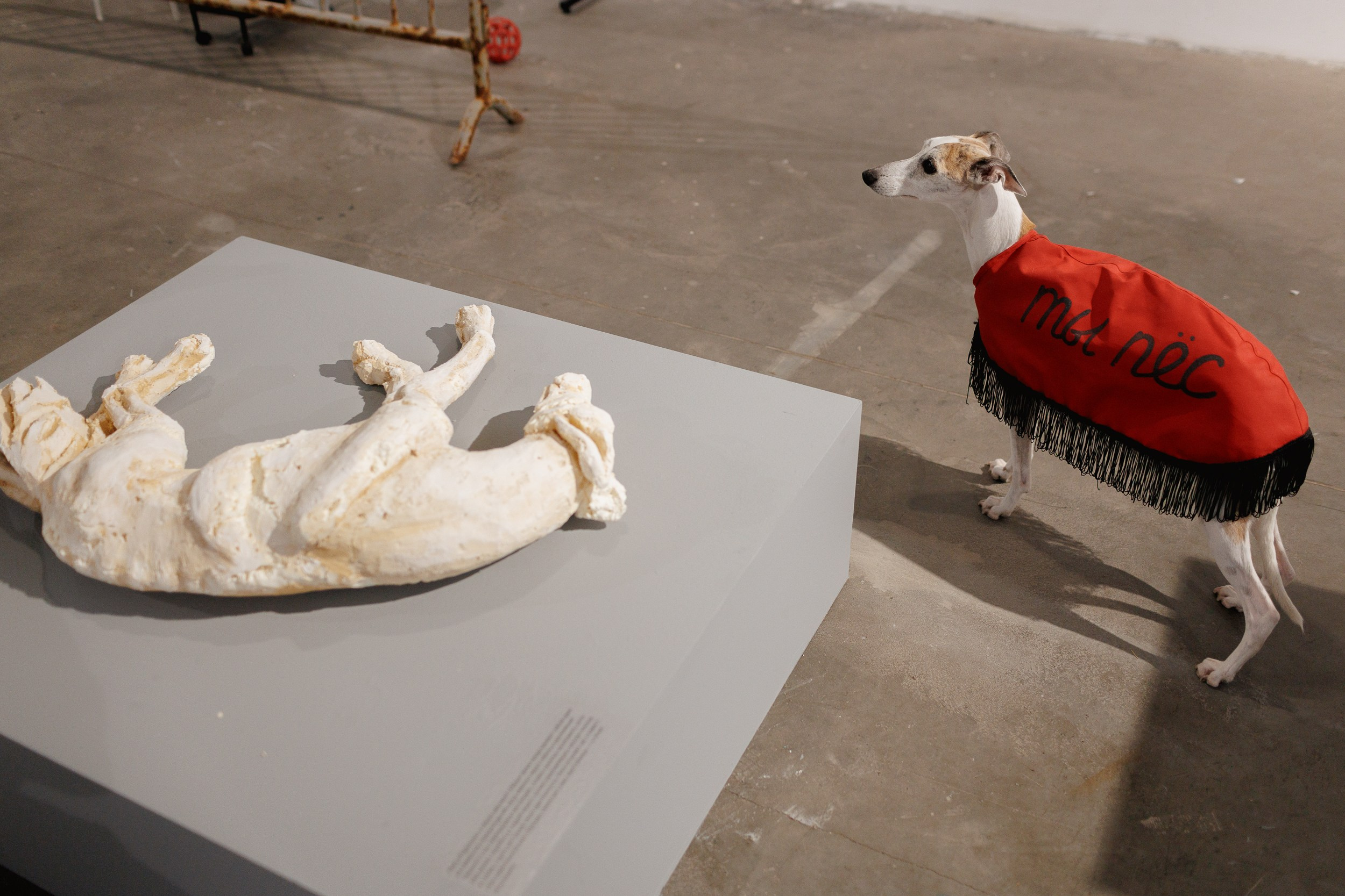 Жив был пёс. Собачий художник Поля Стриж