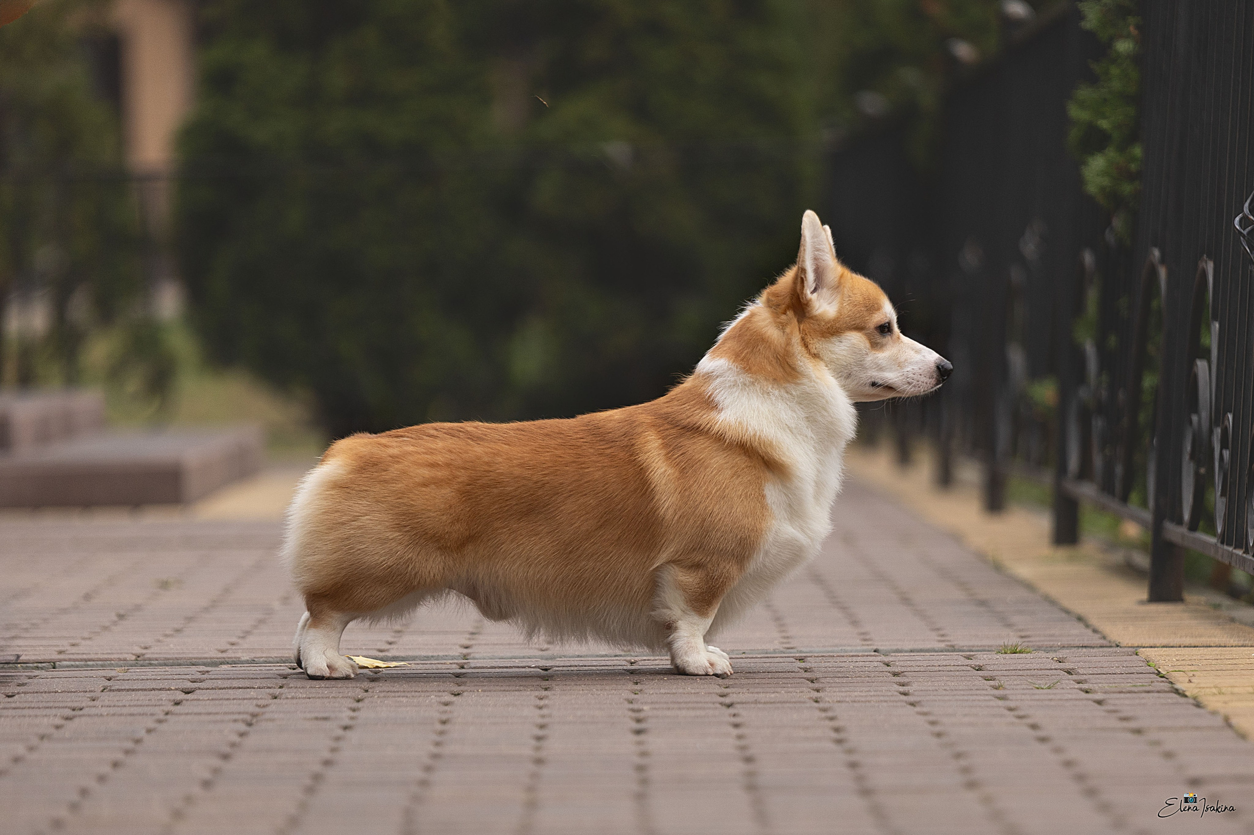 Ларри. Купить щенка Вельш-корги-кардиган в семейном питомнике — Ice Fantasy