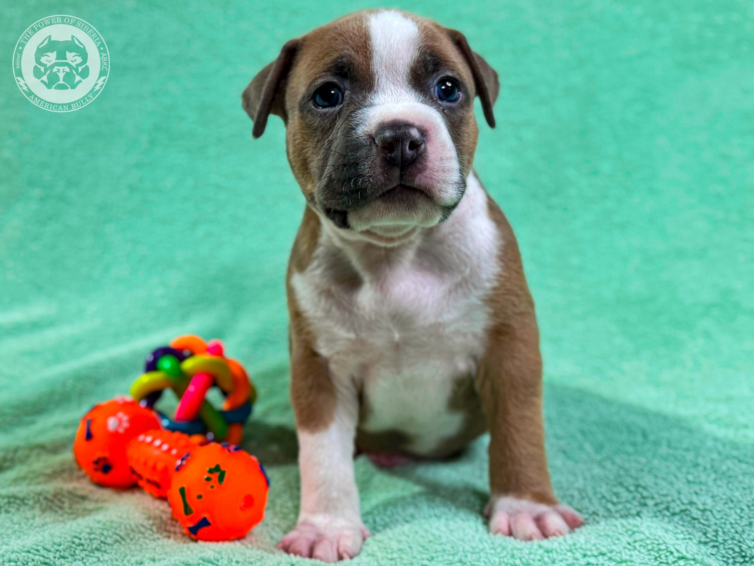 Все свободные щенки. Американский Булли в г. Ростов-на-Дону. Питомник THE POWER OF SIBERIA