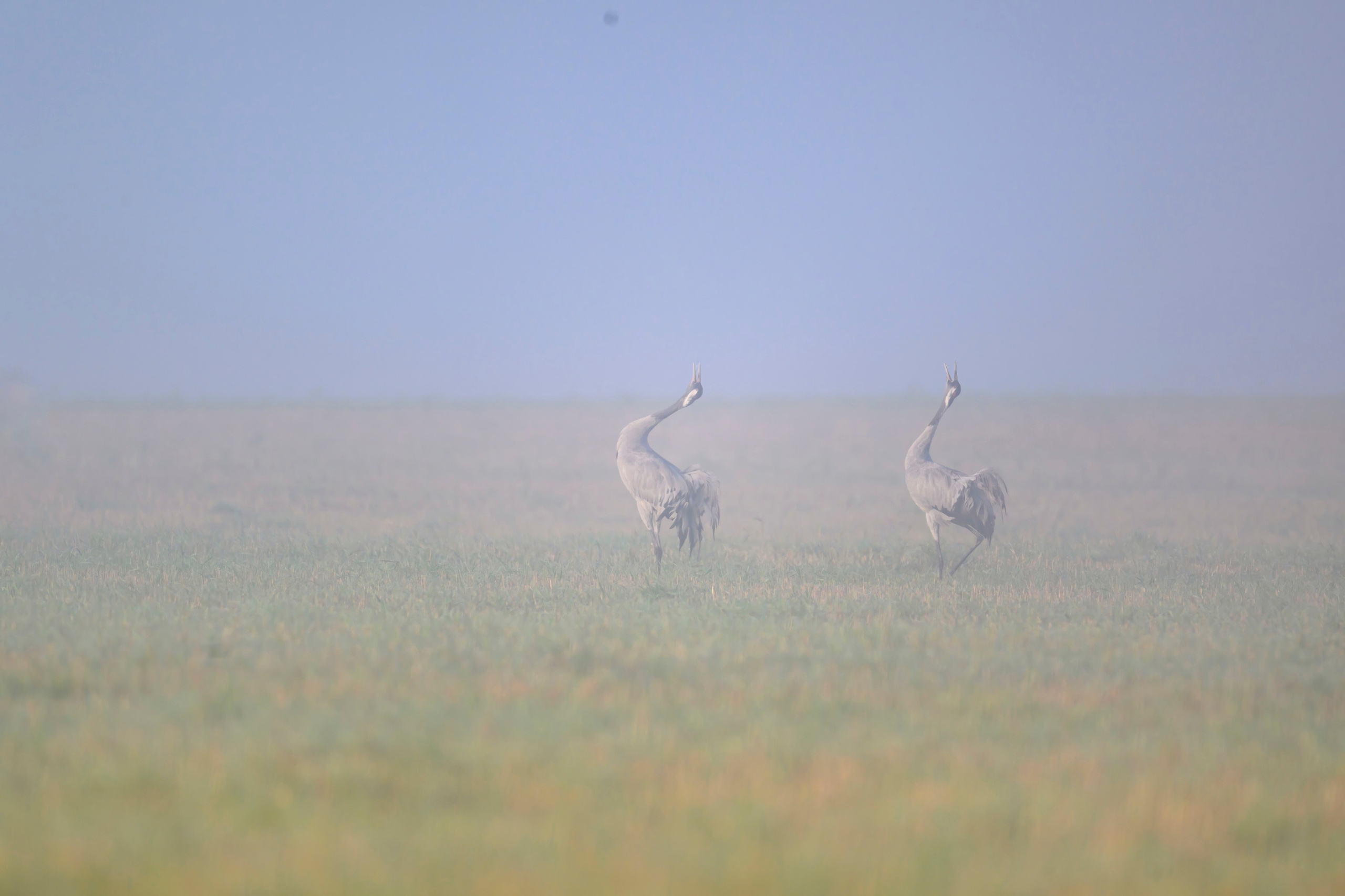 Журавли. Фотограф Сергей Пупонин
