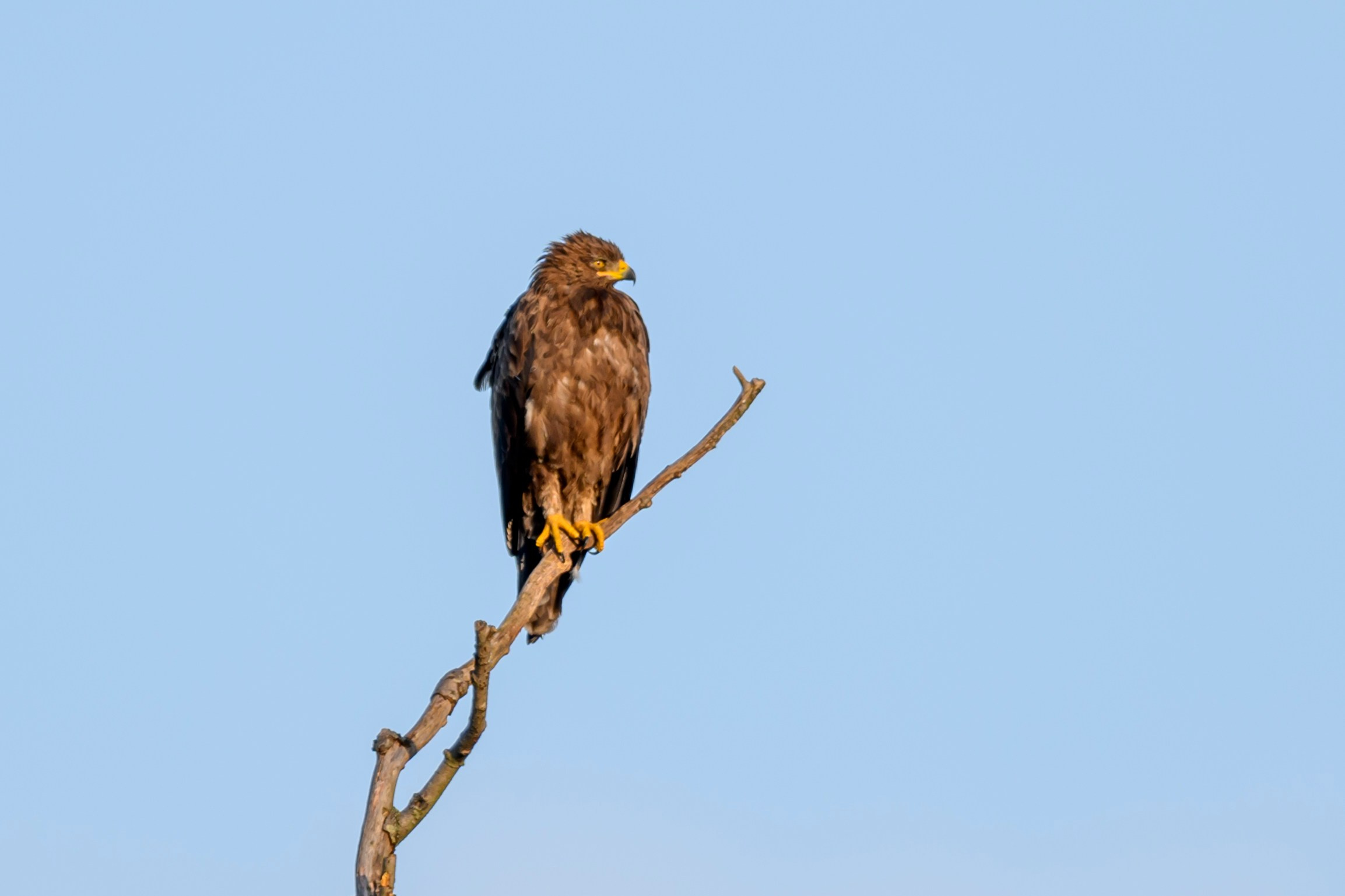 Коростель учится летать. Wildlife photography by Sergey Puponin