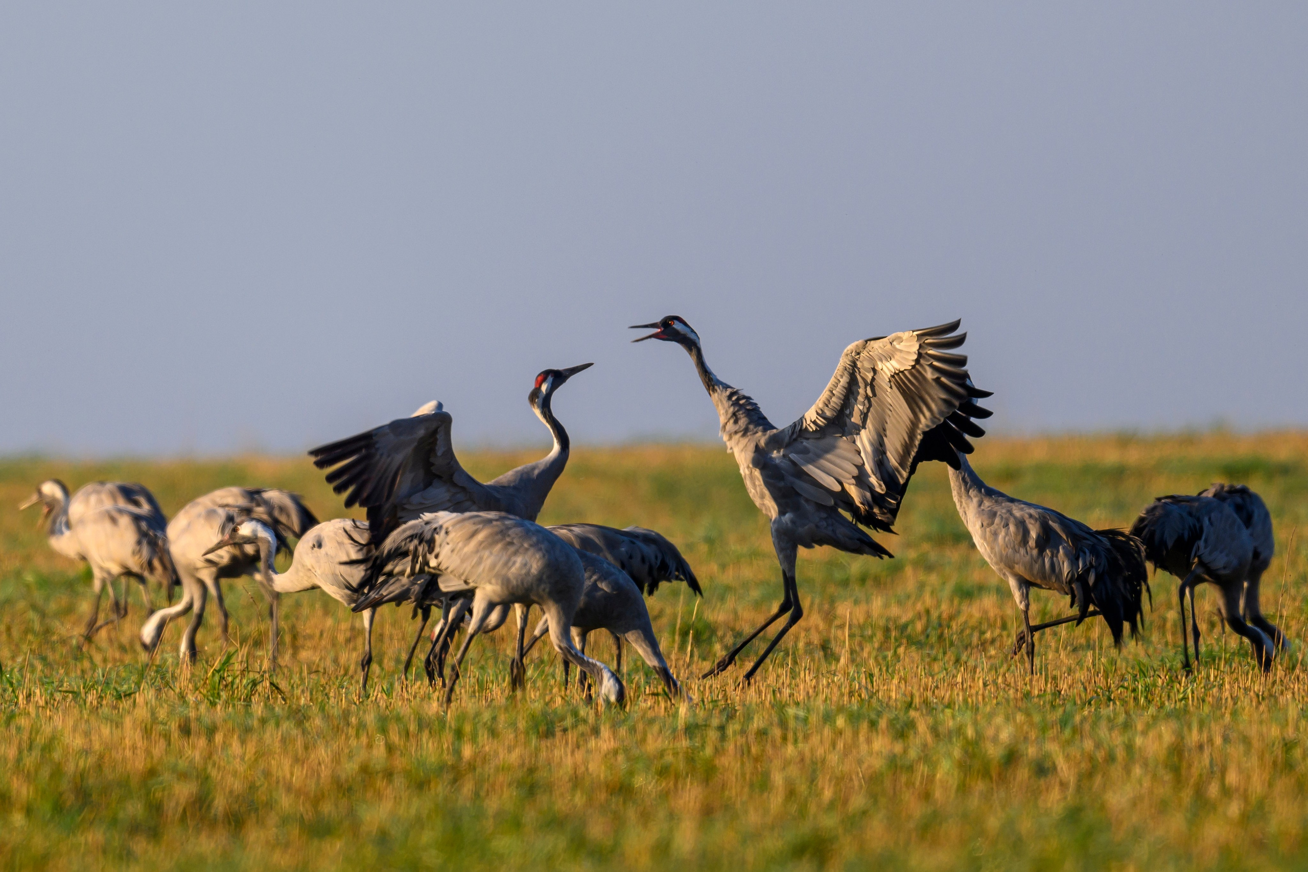 Танцы журавлей. Dances of the Cranes. Фотограф Сергей Пупонин