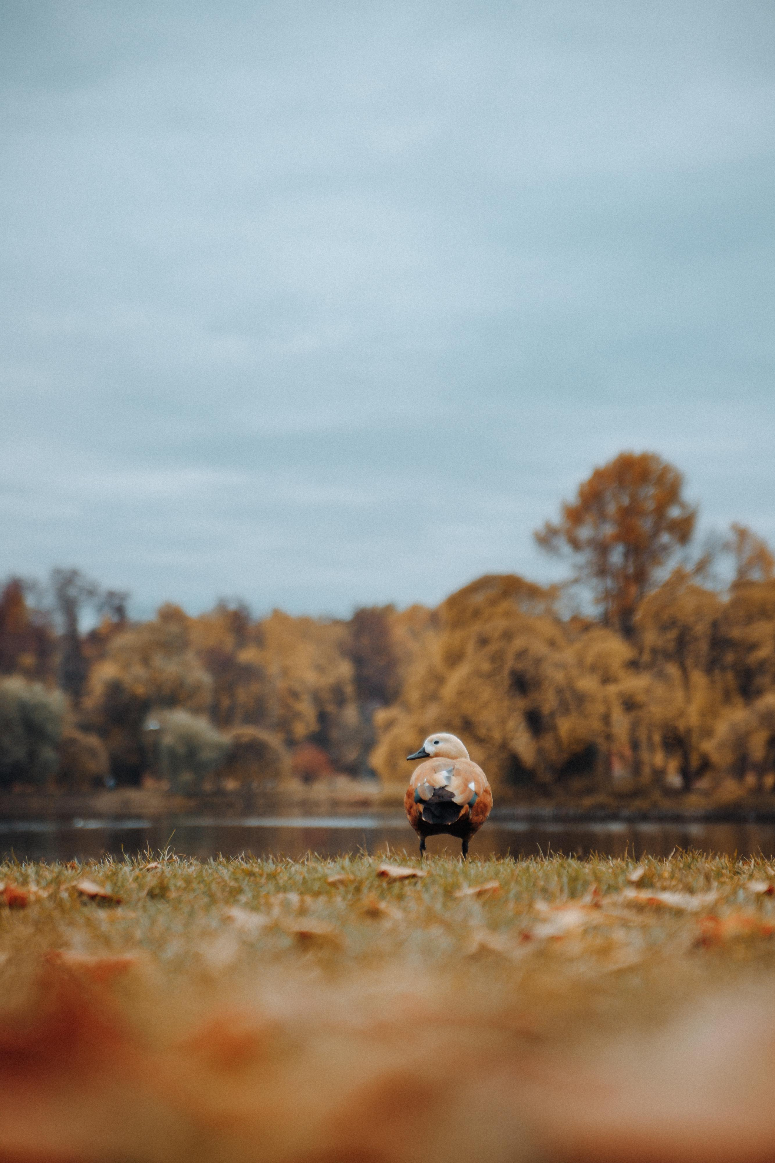 Осенняя прогулка Иры и Сережи. Фотосессия беременности. Фотограф в Москве Татьяна Драгунова