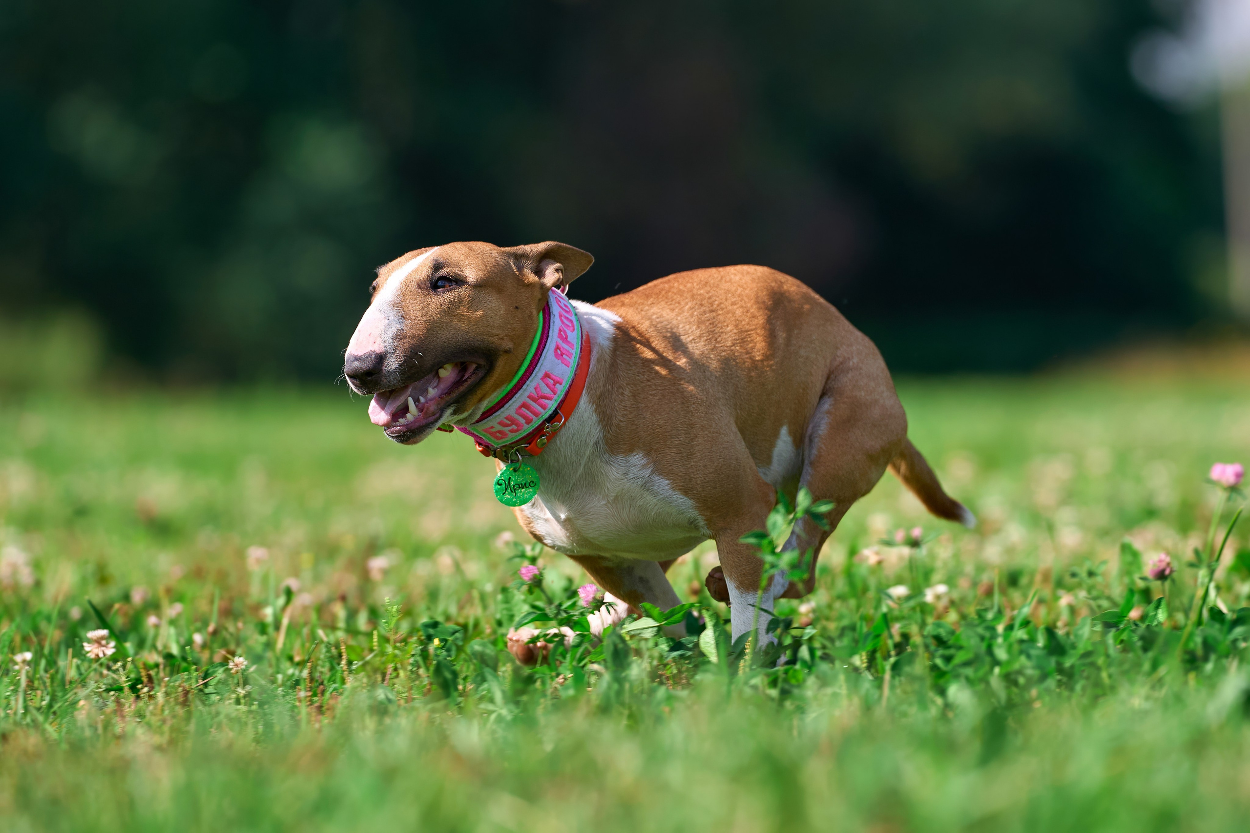 Тренировка в Донино. Фотограф-анималист Михаил Манухин