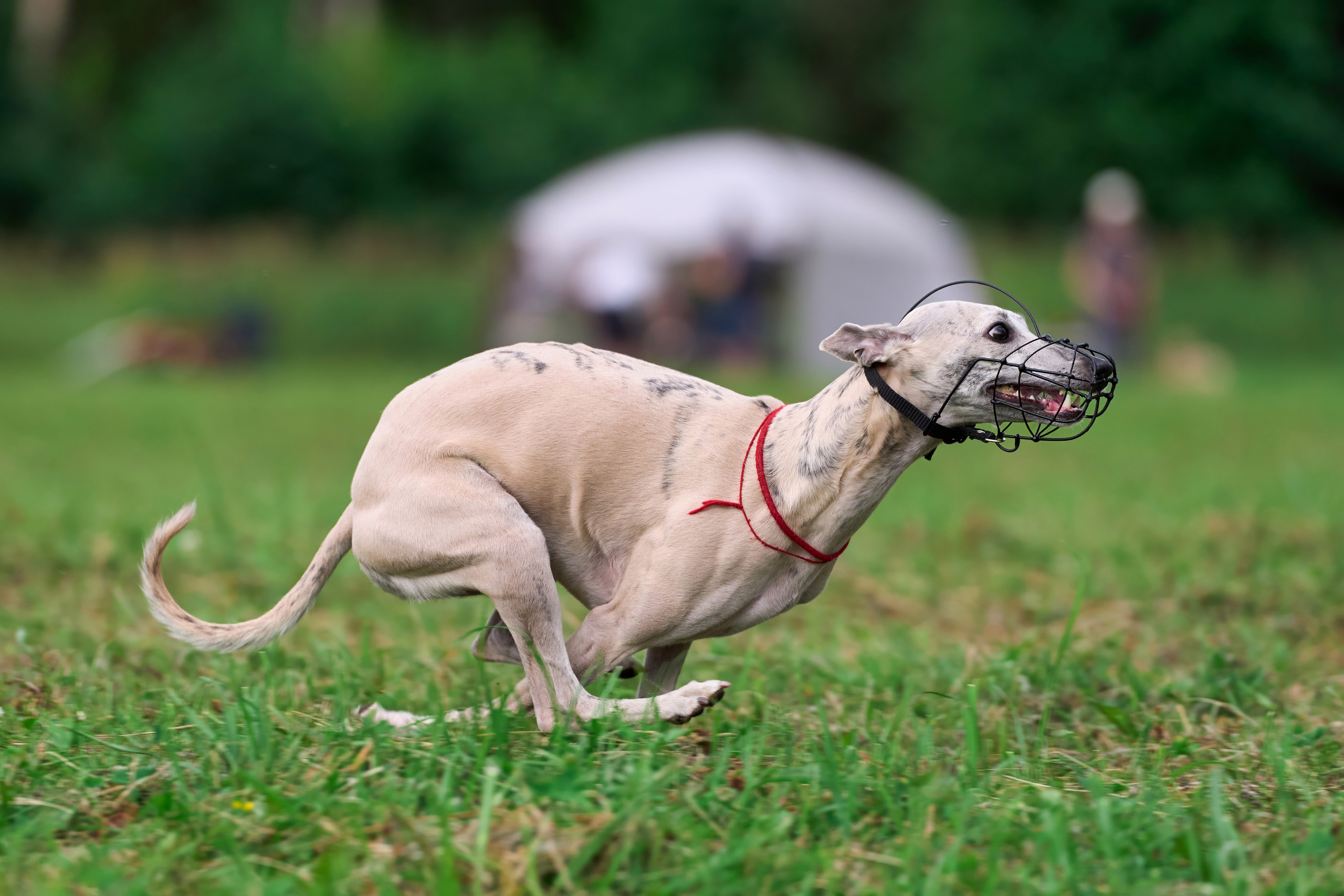 Тренировка в Донино. Фотограф-анималист Михаил Манухин