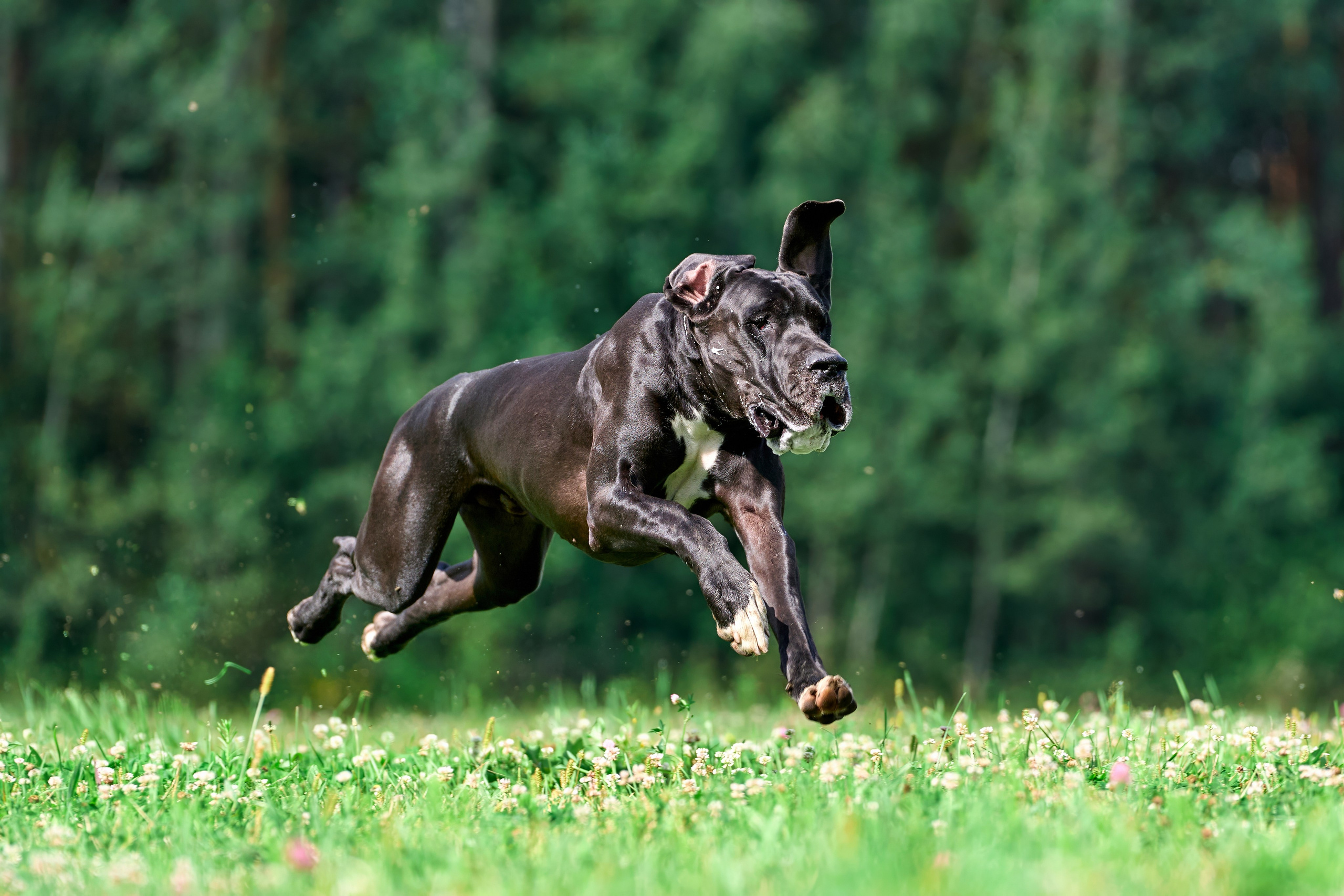 Тренировка в Донино. Фотограф-анималист Михаил Манухин